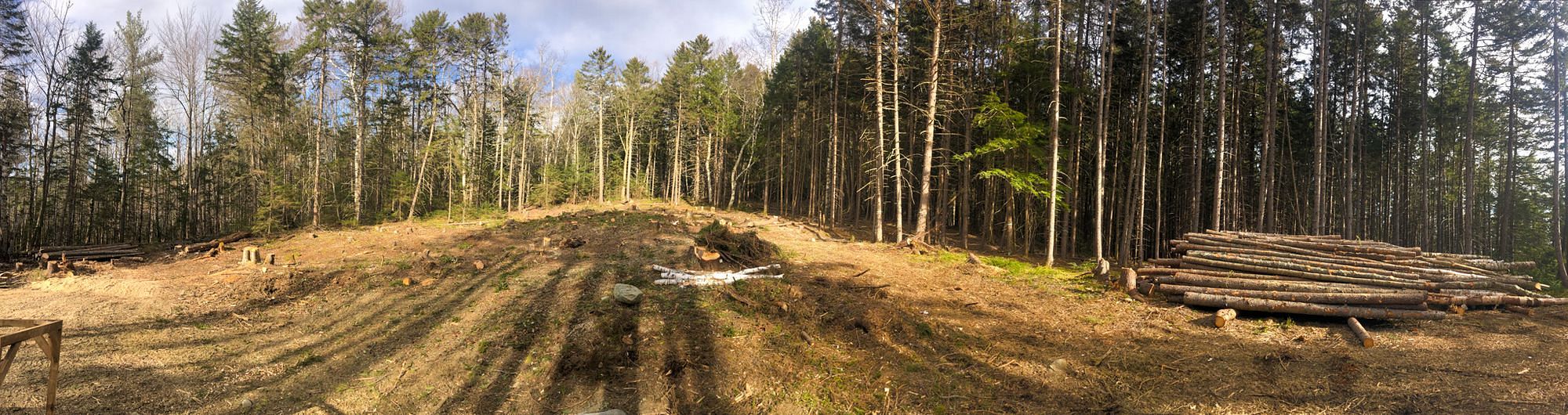 Forest Panorama