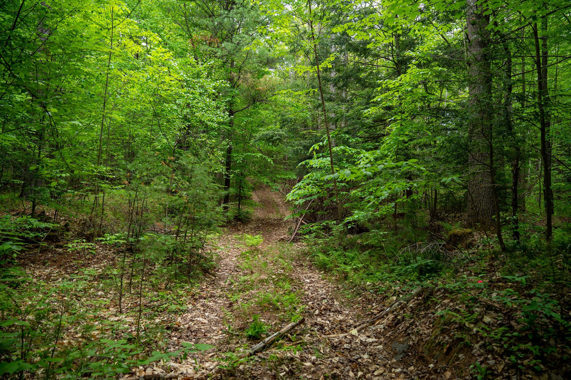 Logging Trail