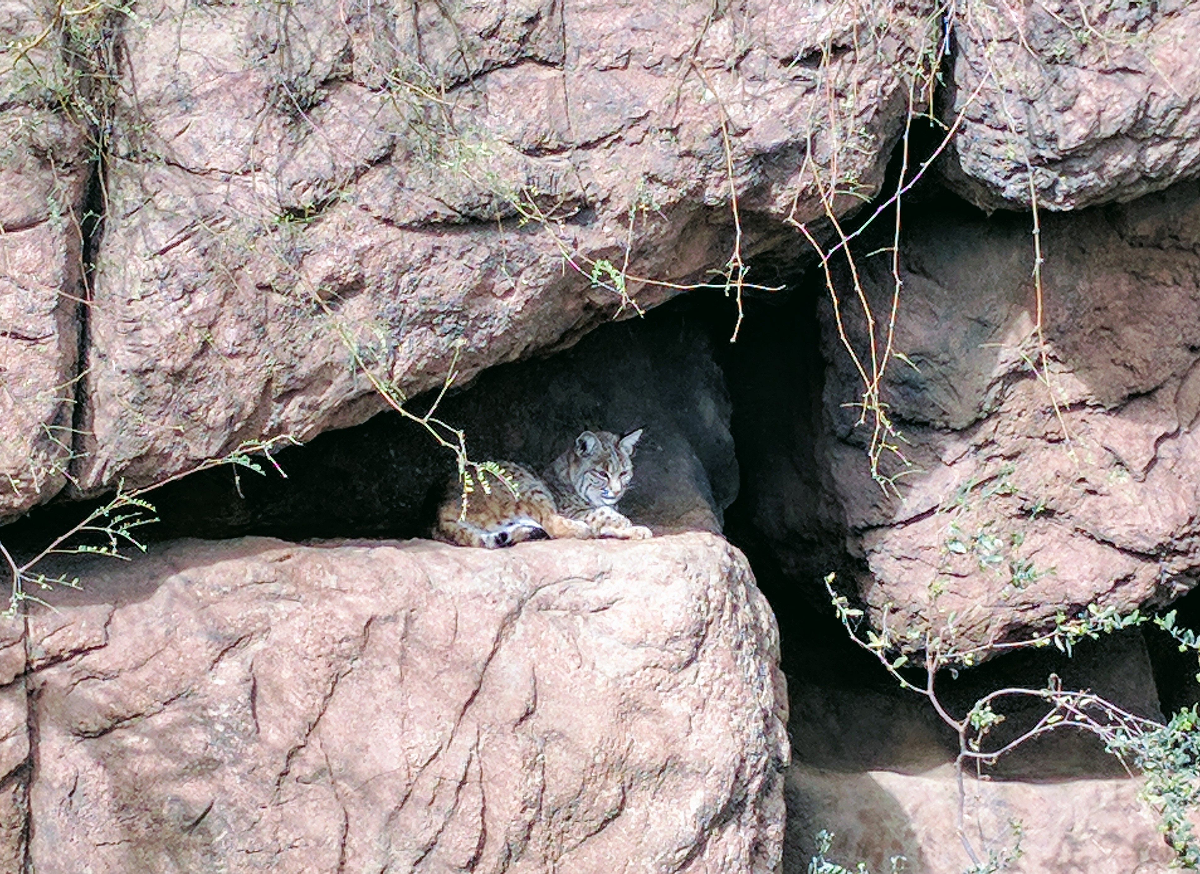 Big Cat at Sonora Arizona Desert Museum