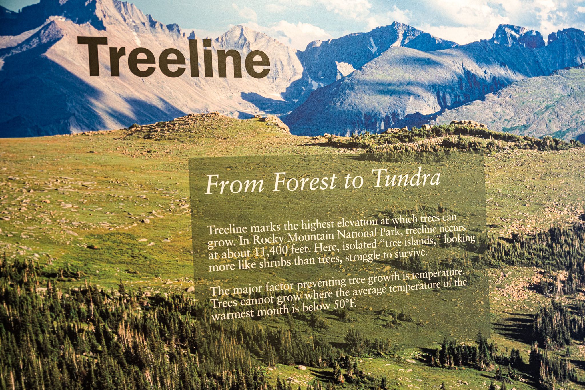Rocky Mountain Treeline