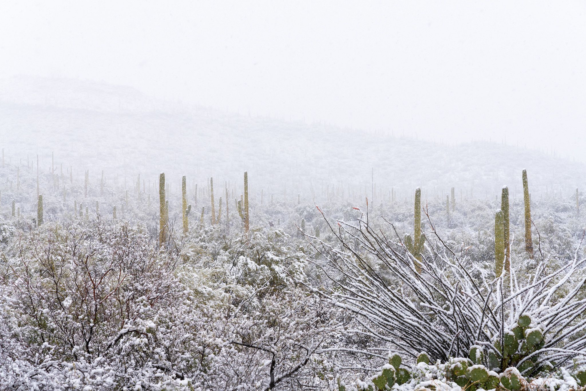 Saguaro National Park in Snow