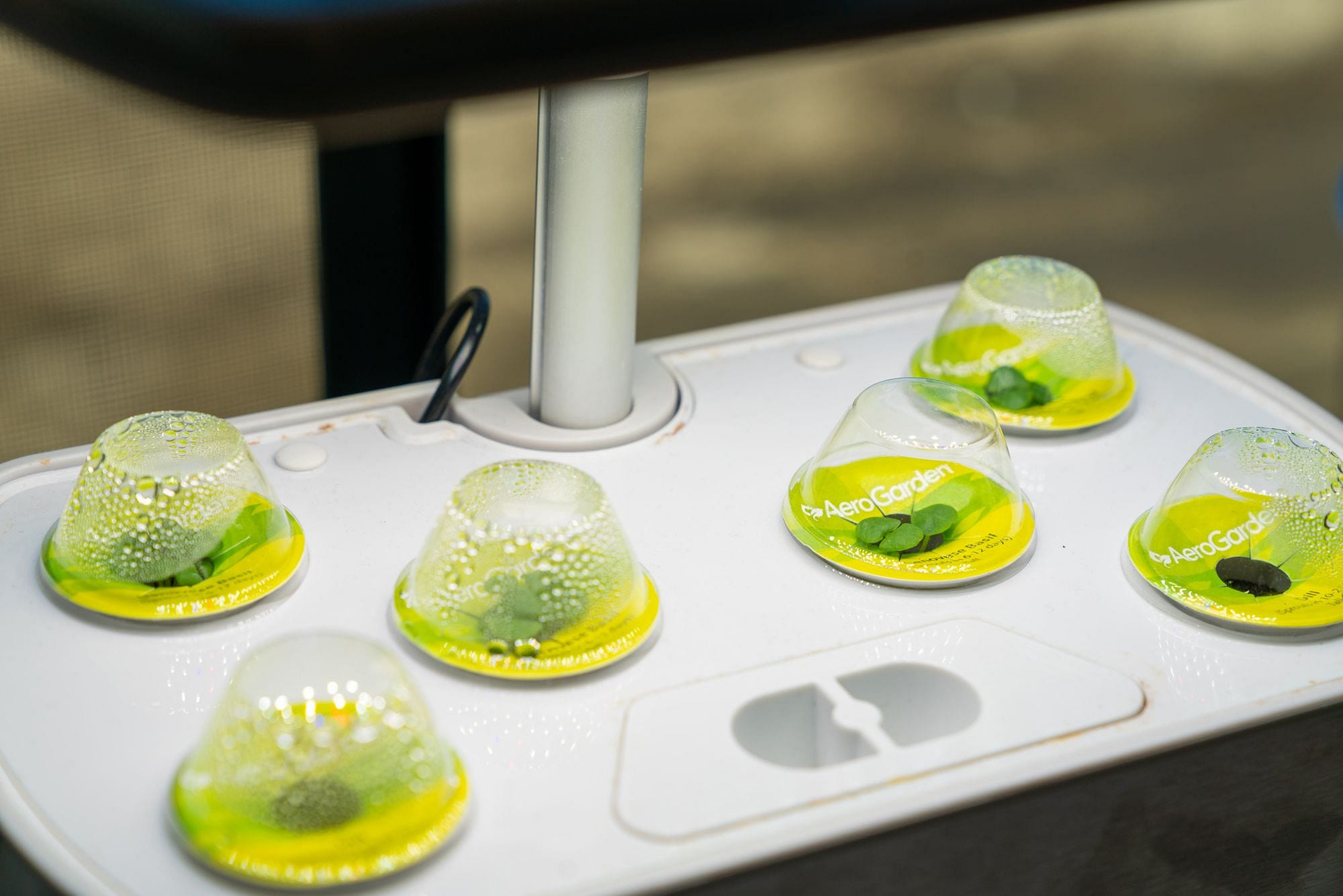 Basil and Dill AeroGarden