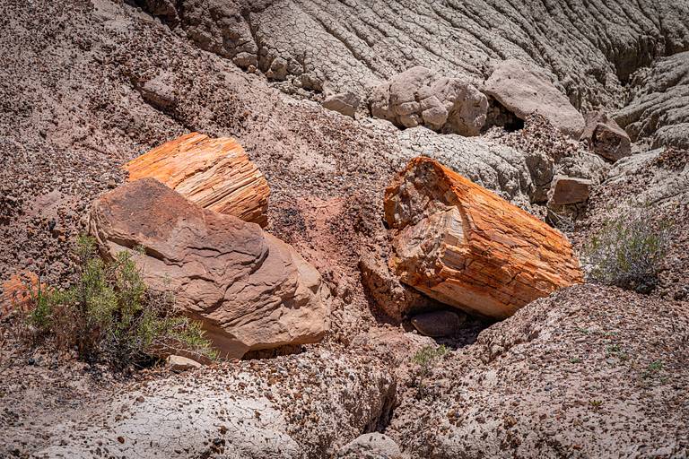 Petrified Wood Pedestal