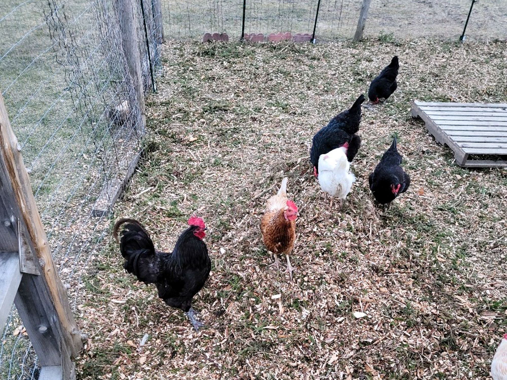 Mulch for Chickens
