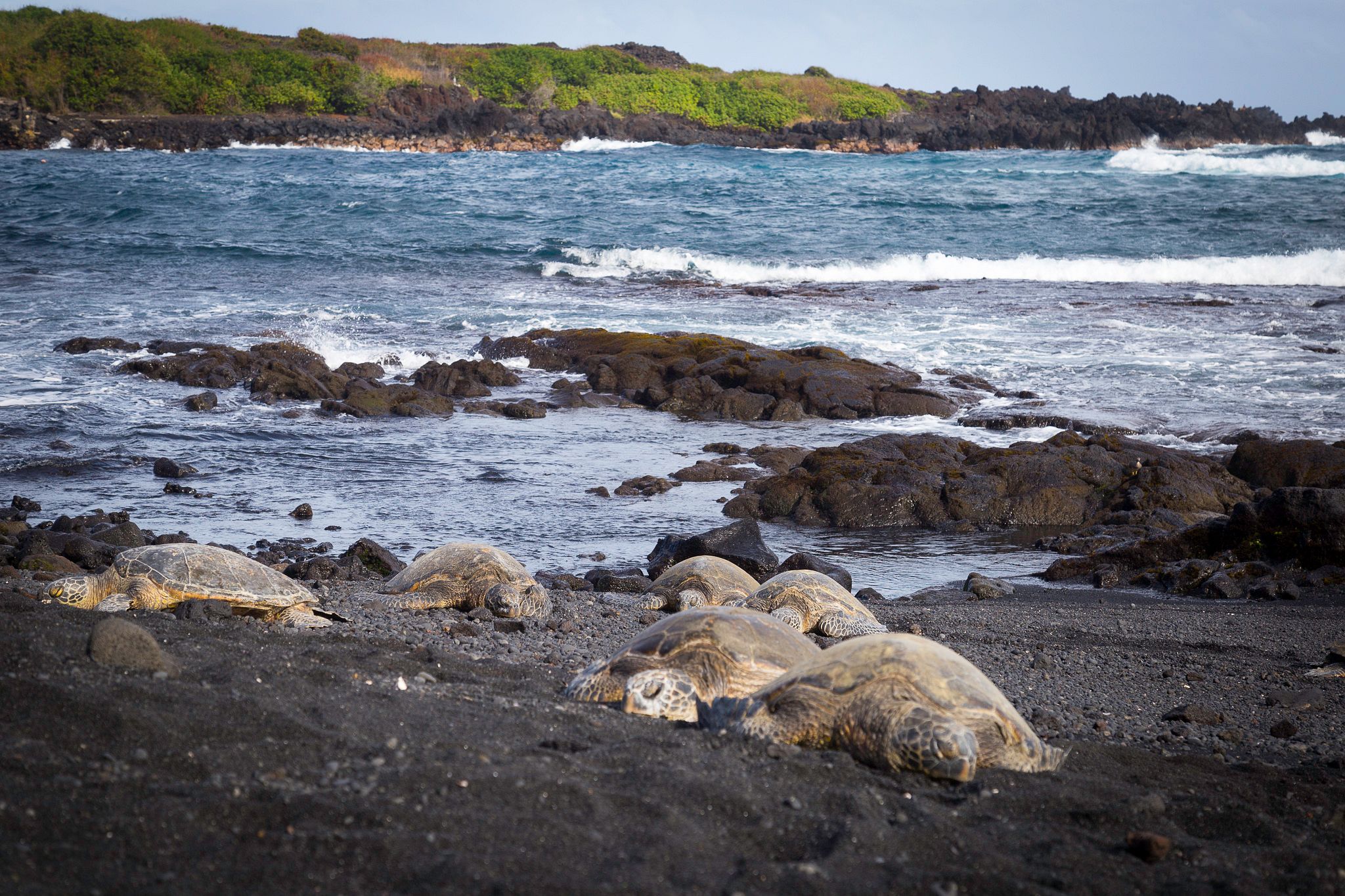 Turtles lounging at black sand beach with ocean in the background.