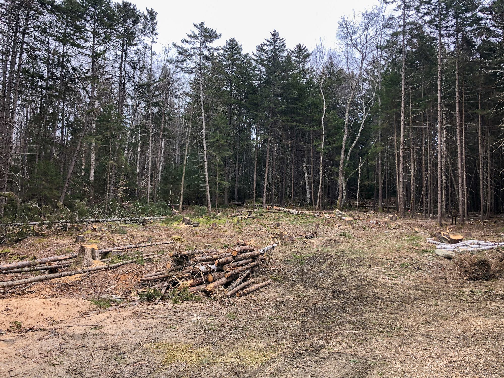 Tree Clearing