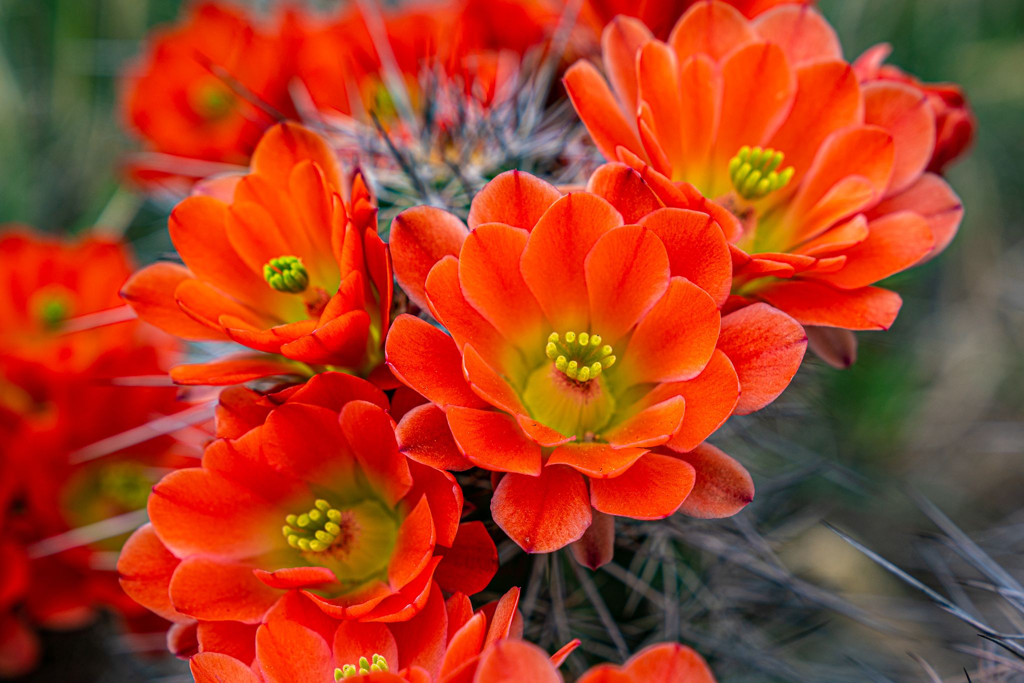 King Cup Cactus