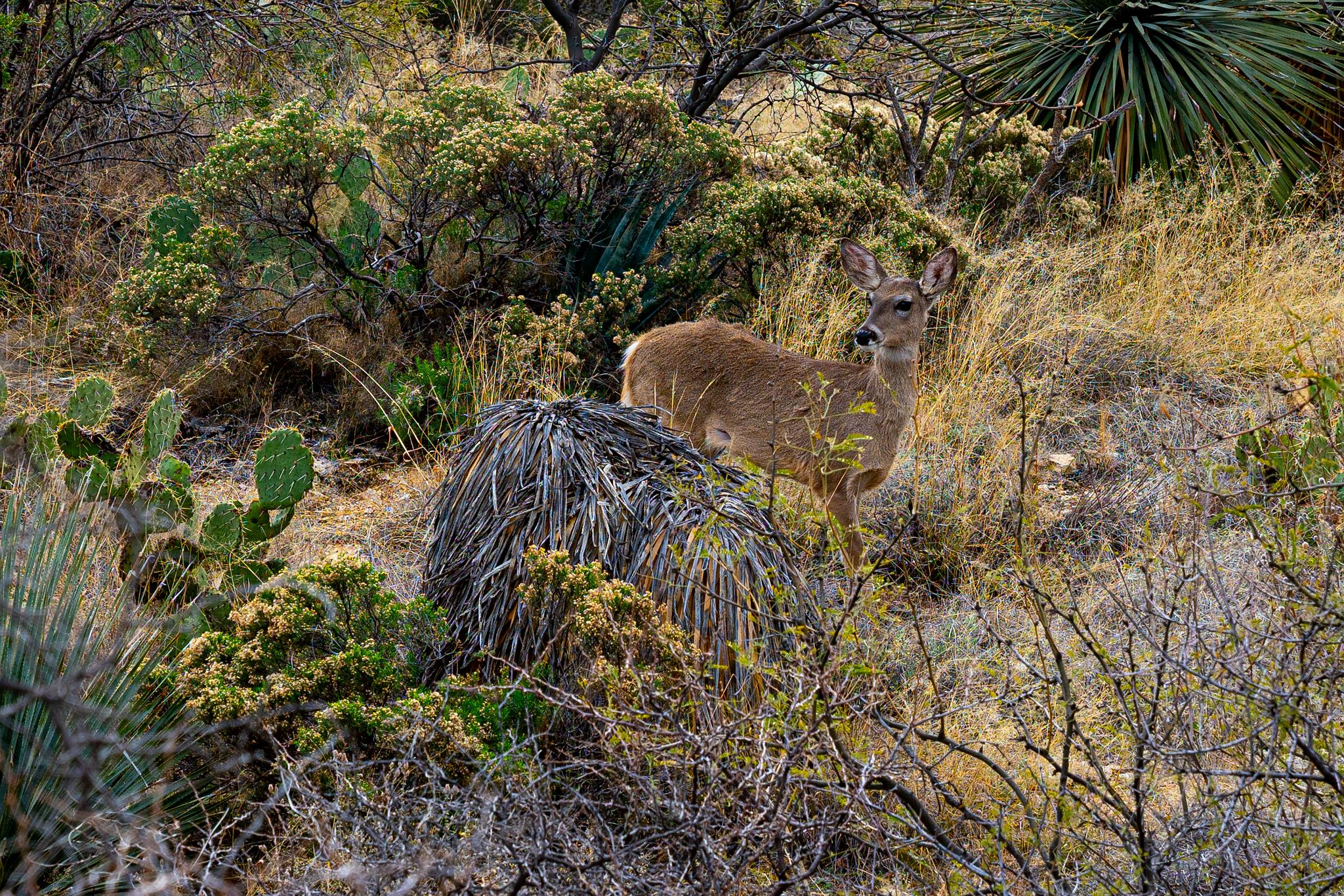 Deer on Tanque Verde Ridge