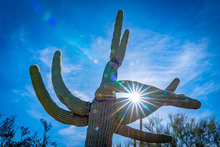 Saguaro National Park