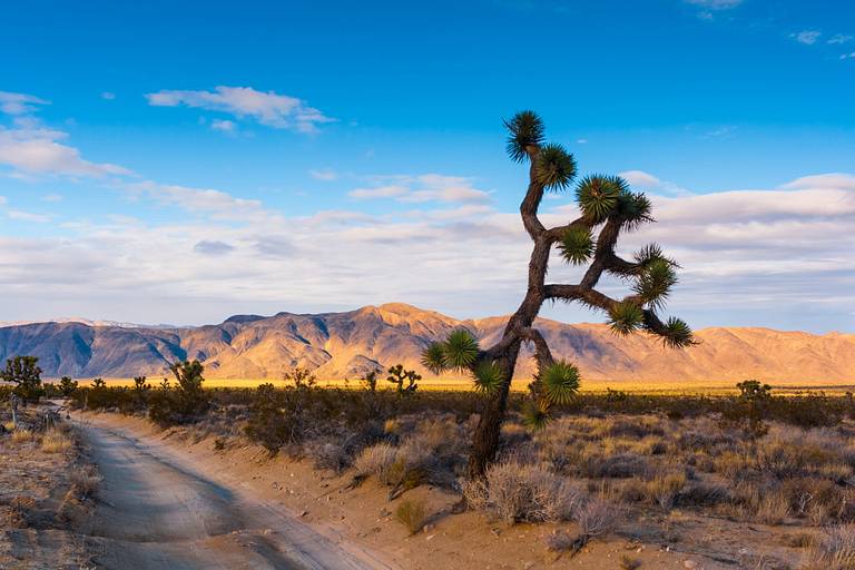 Driving through Joshua Tree National Park