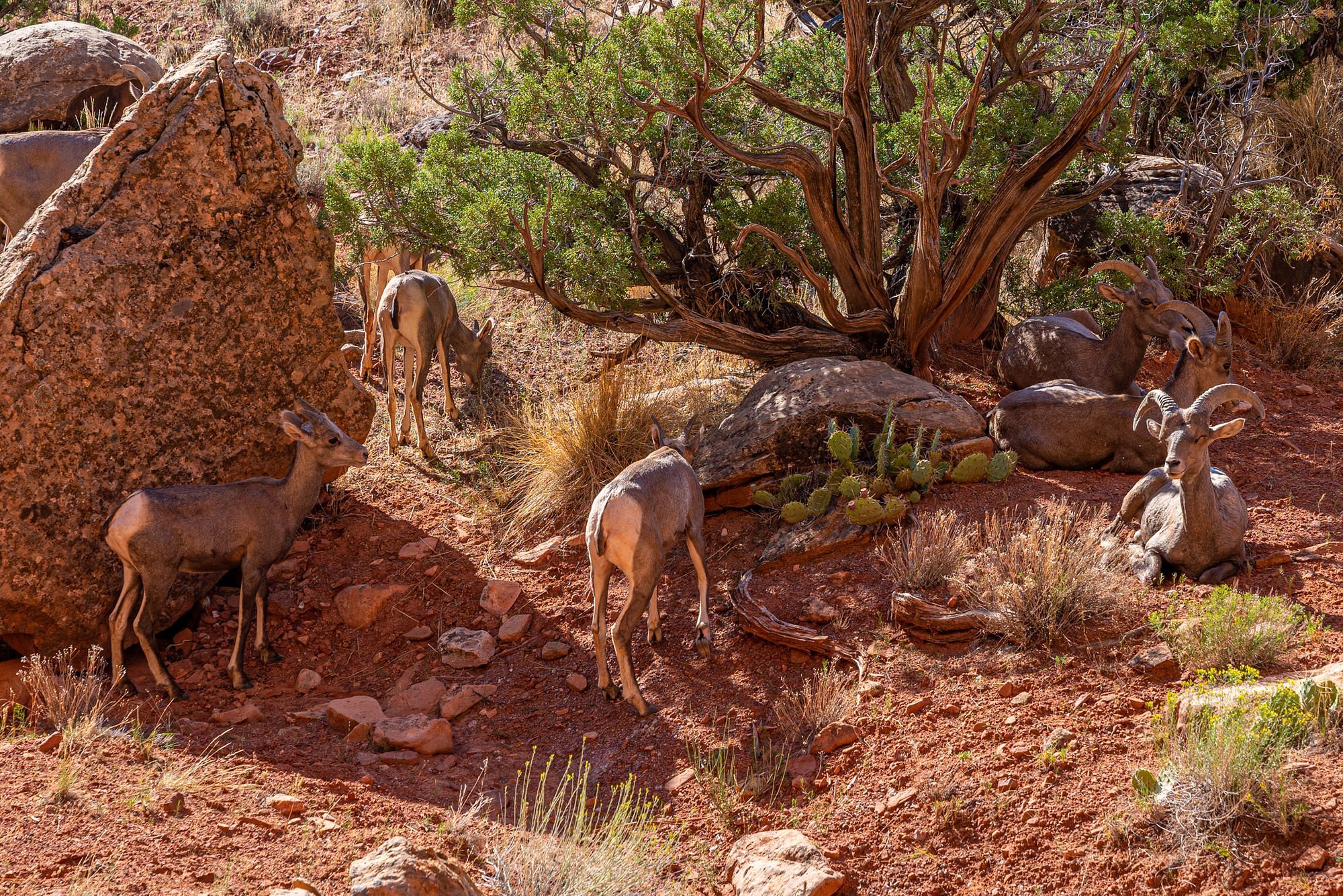 Bighorn Sheep