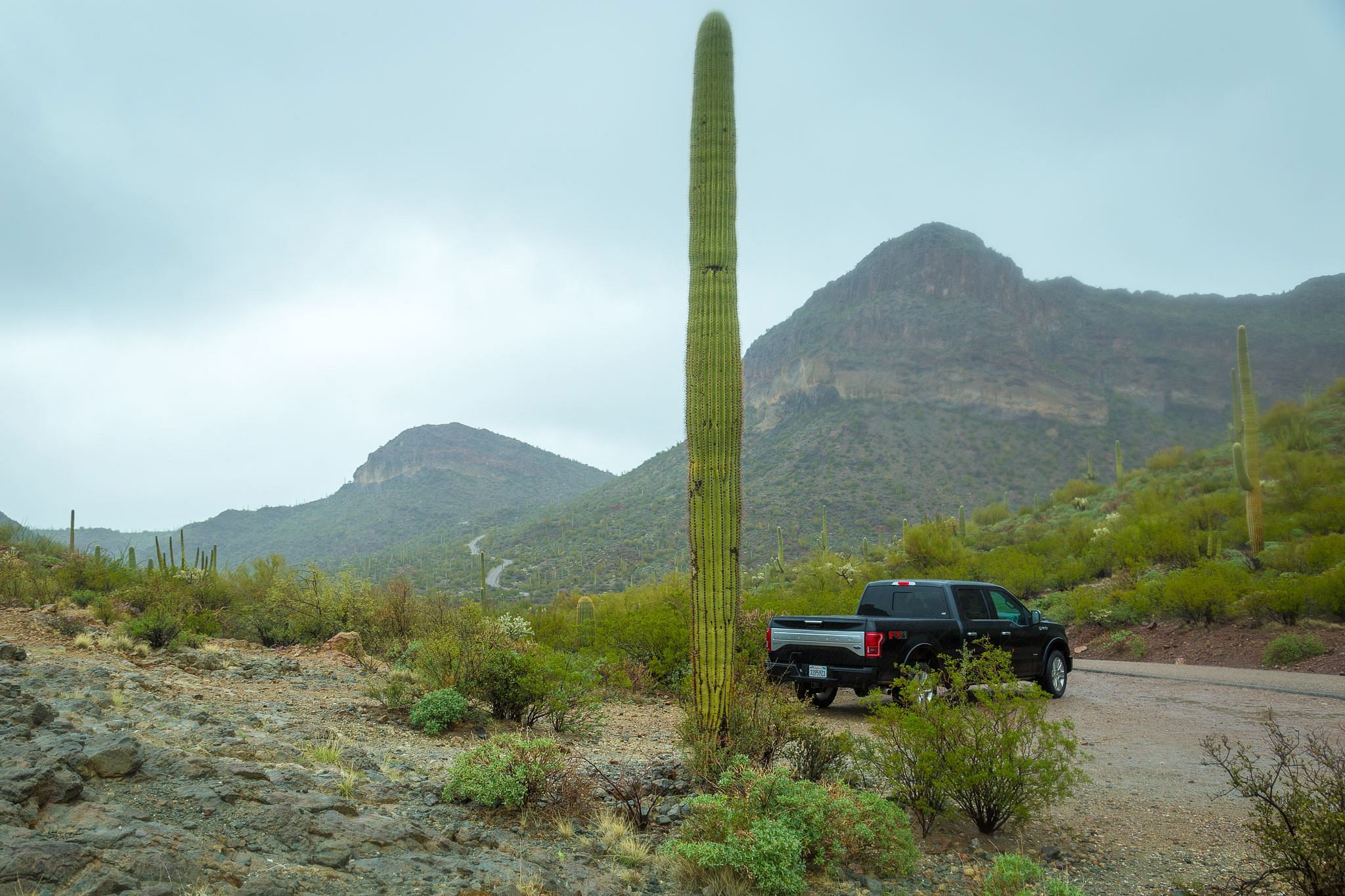 Saguaro Cactus with a truck next to it for scale.
