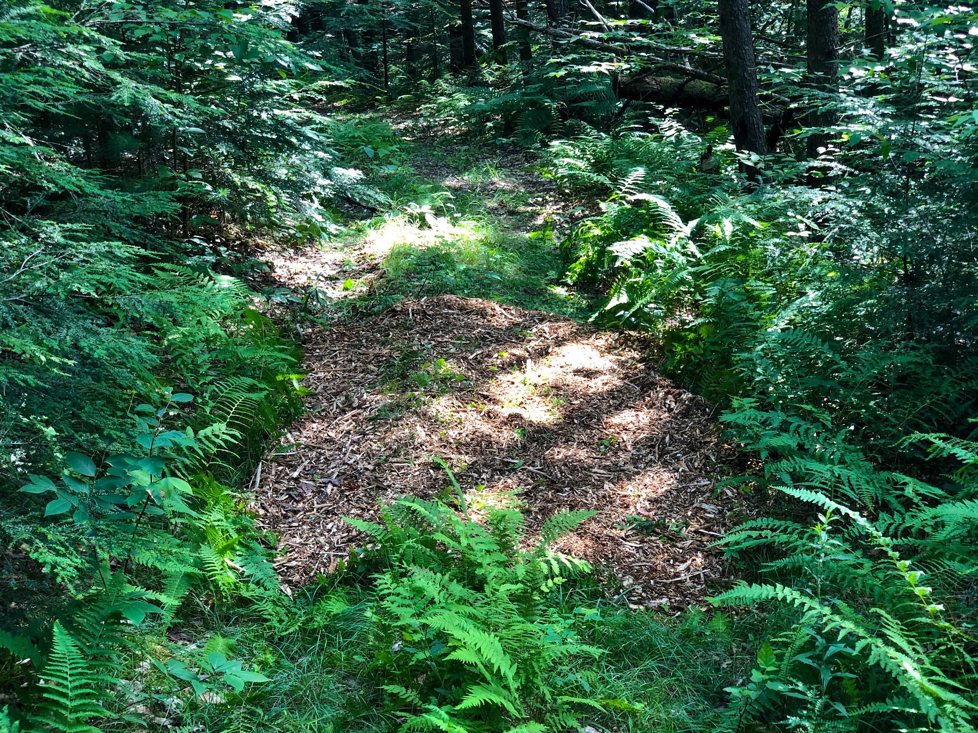 Wood Chips on Trail