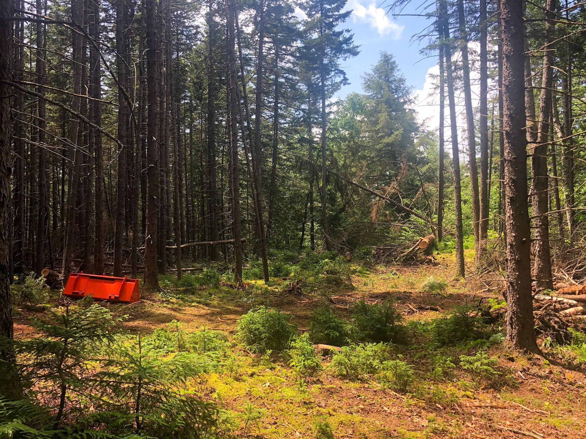Clearing Trees After