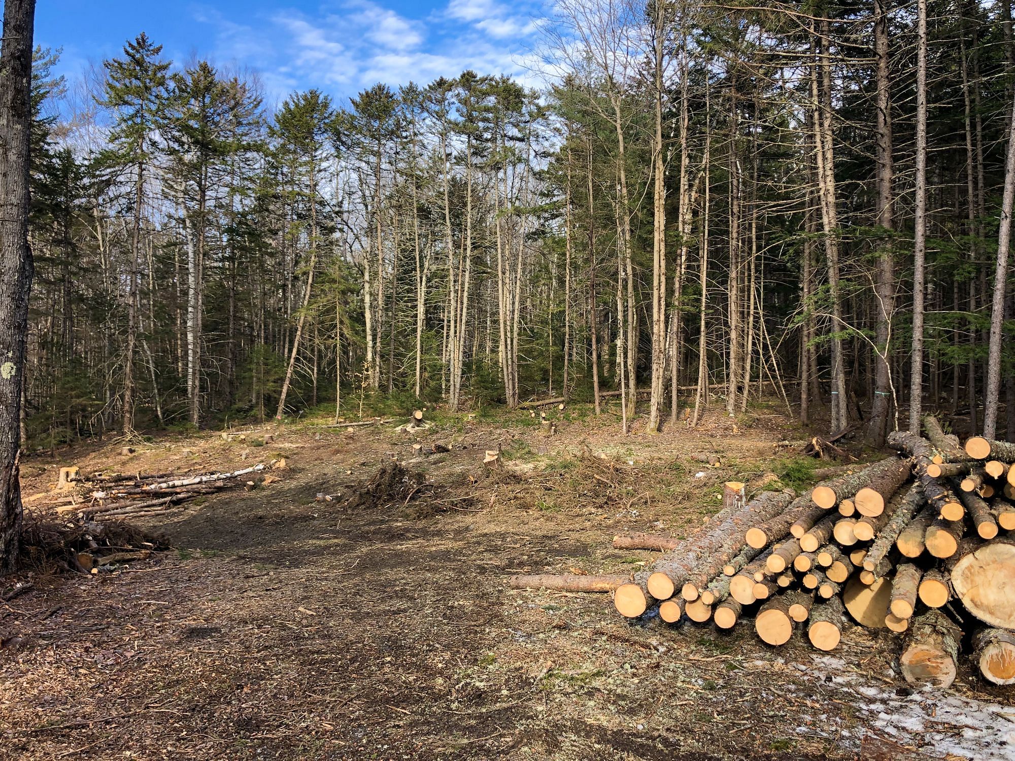 Tree Felling Vermont