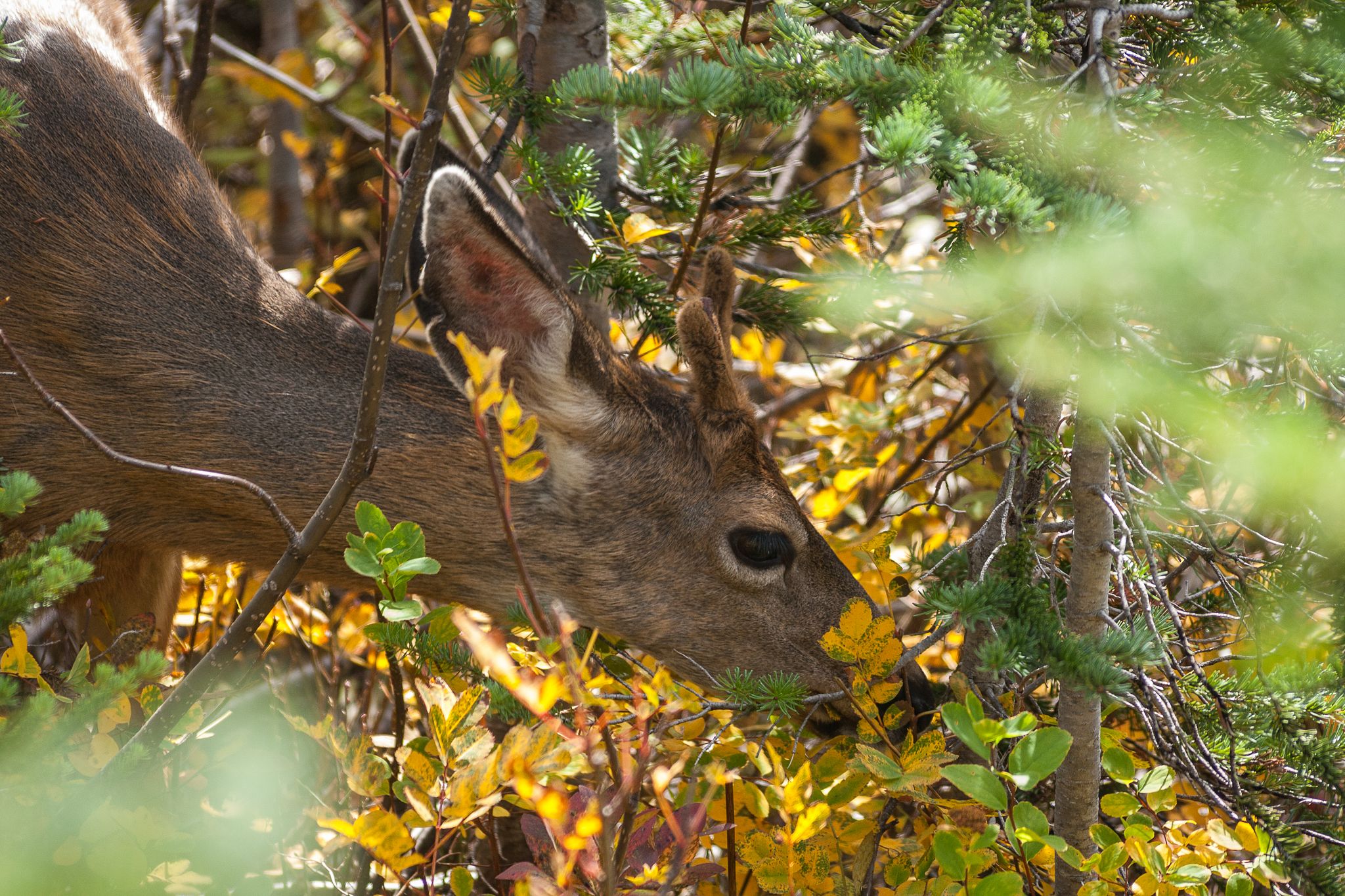 Head of Buck Deer feeding in the bushes