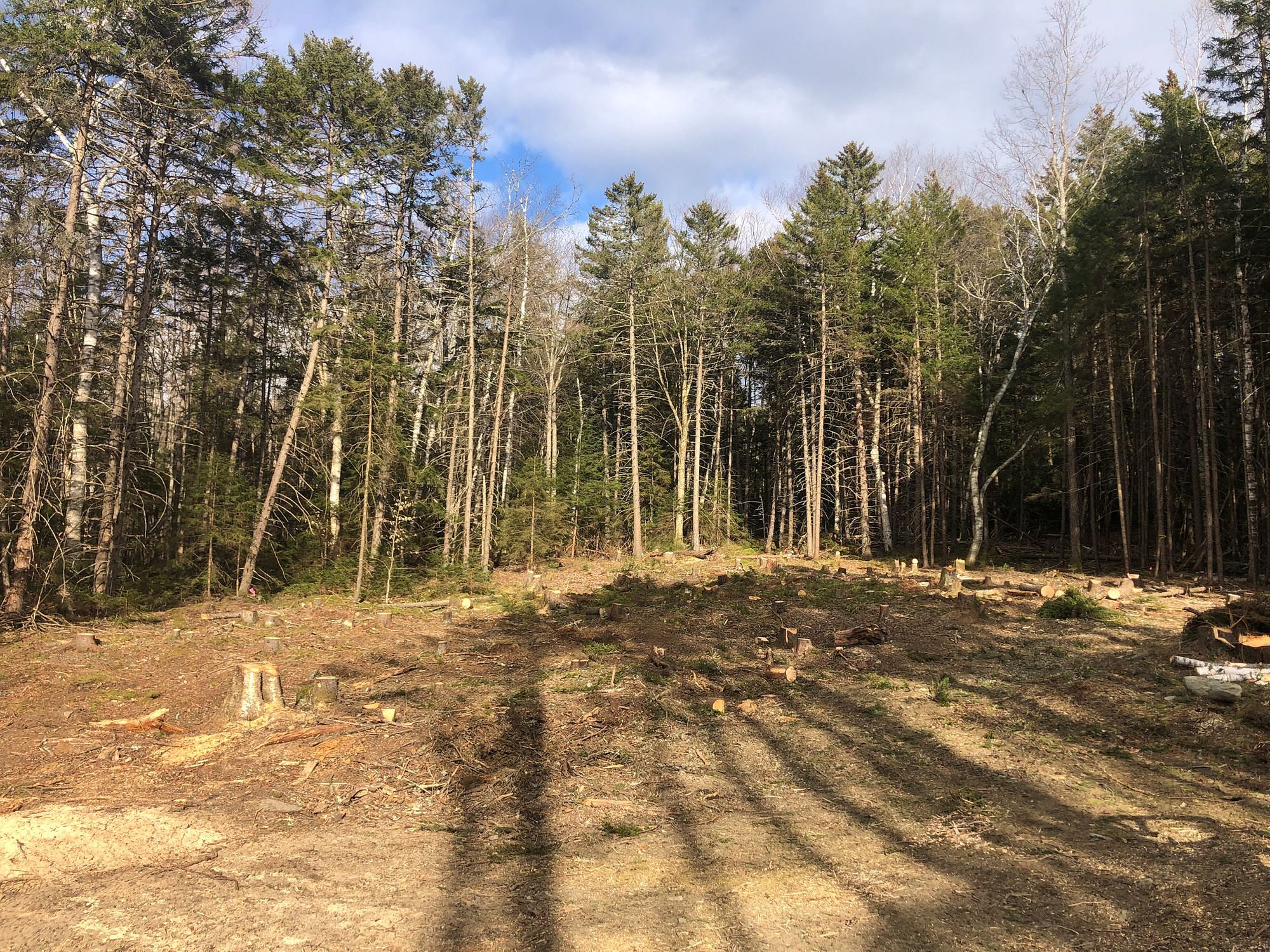 Tree Clearing Vermont
