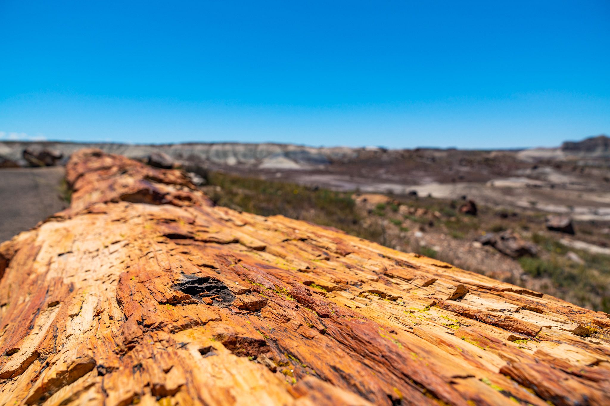 Petrified Wood Bark