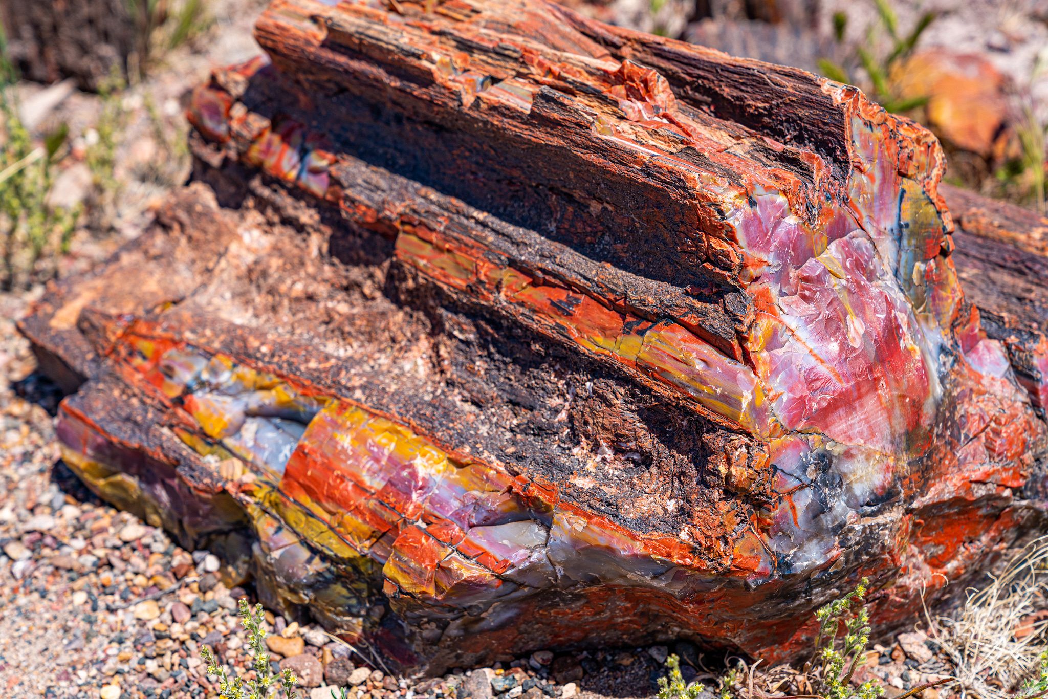 Petrified Wood Colors