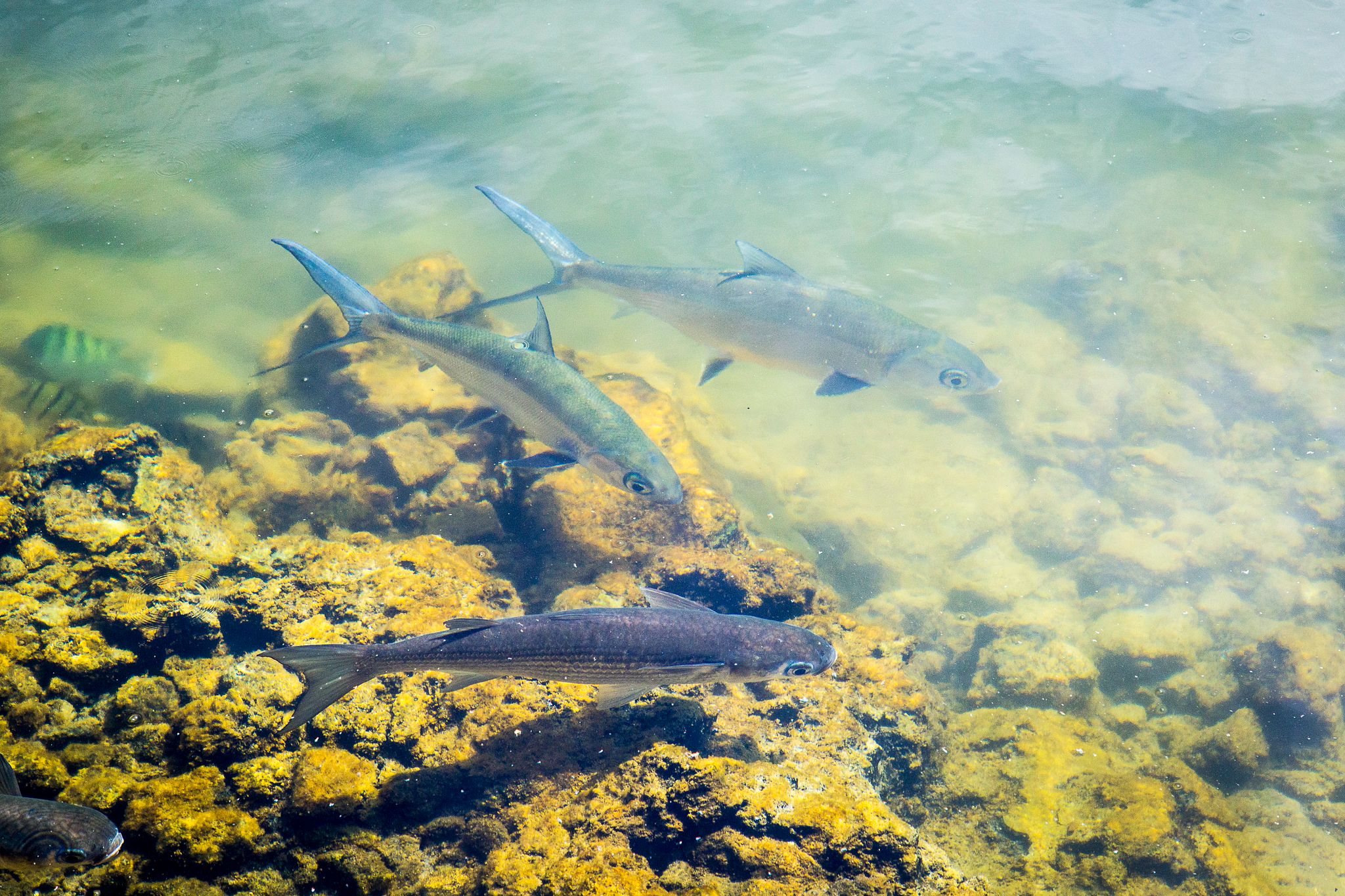 Fish swimming in the water.