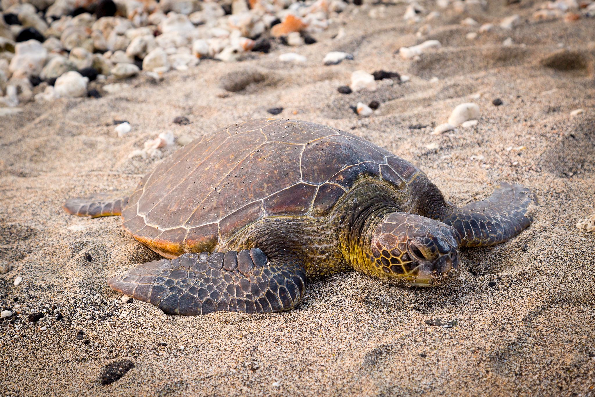 Turtle on sand.