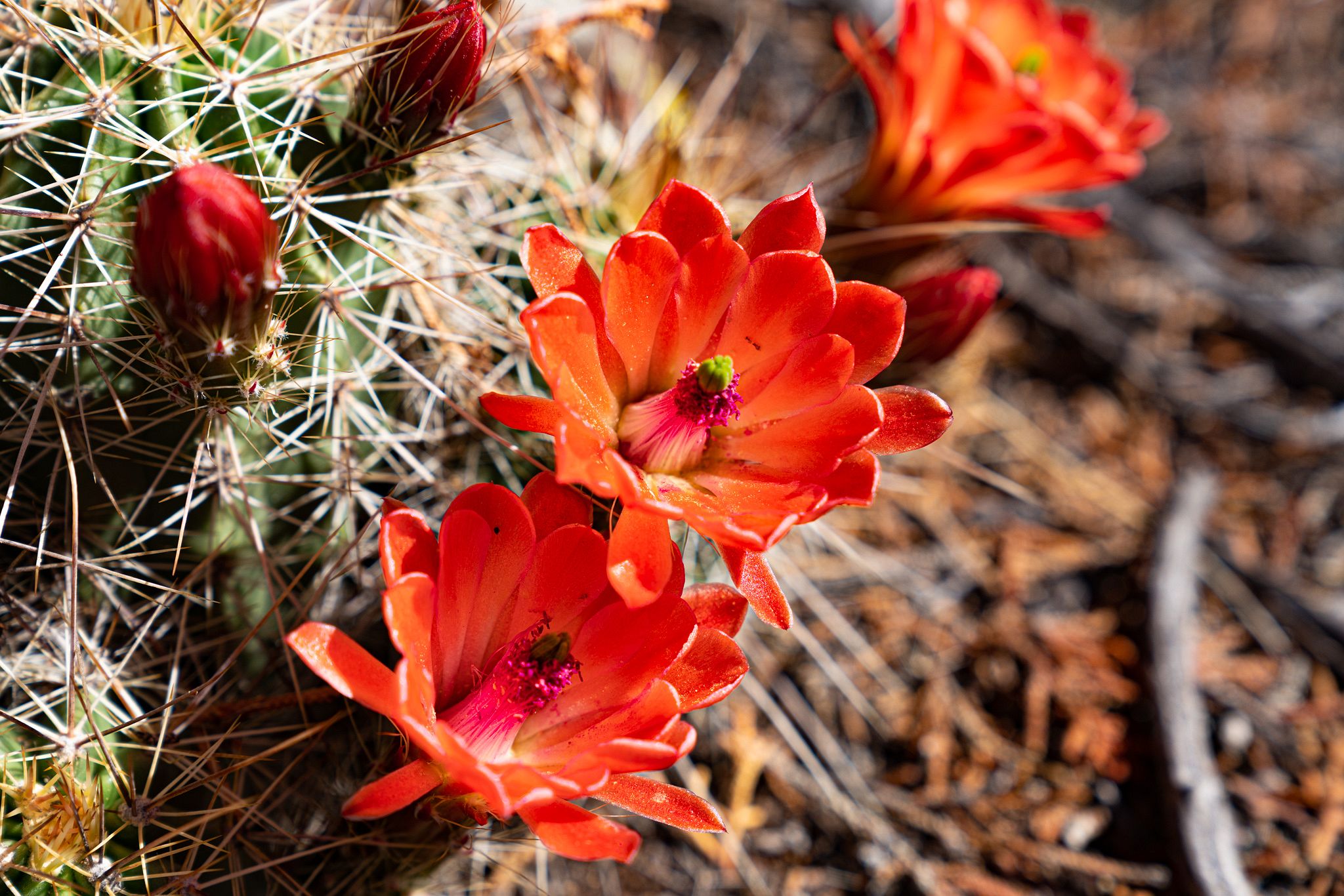 Claret Cup Cacti