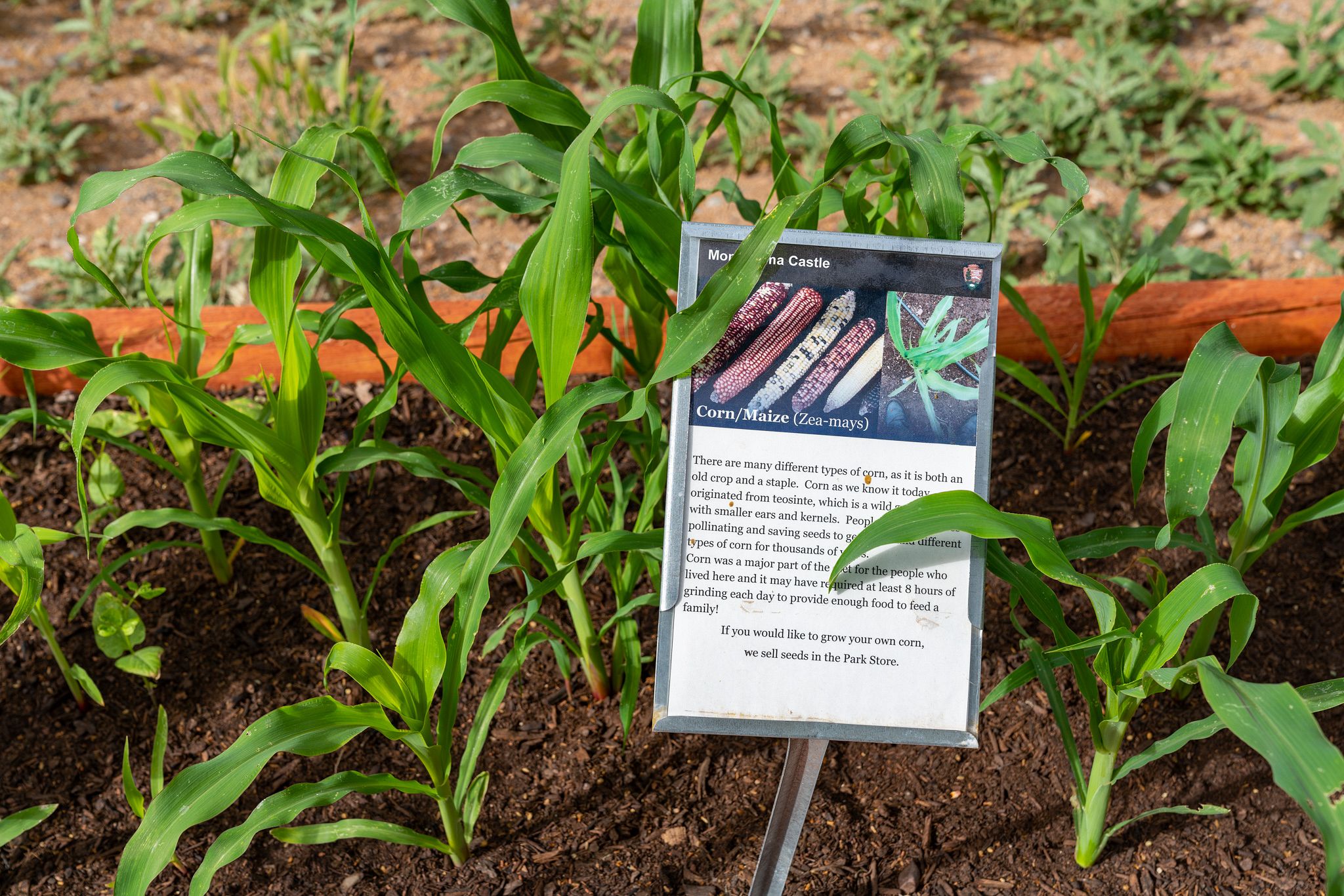 Corn Plants