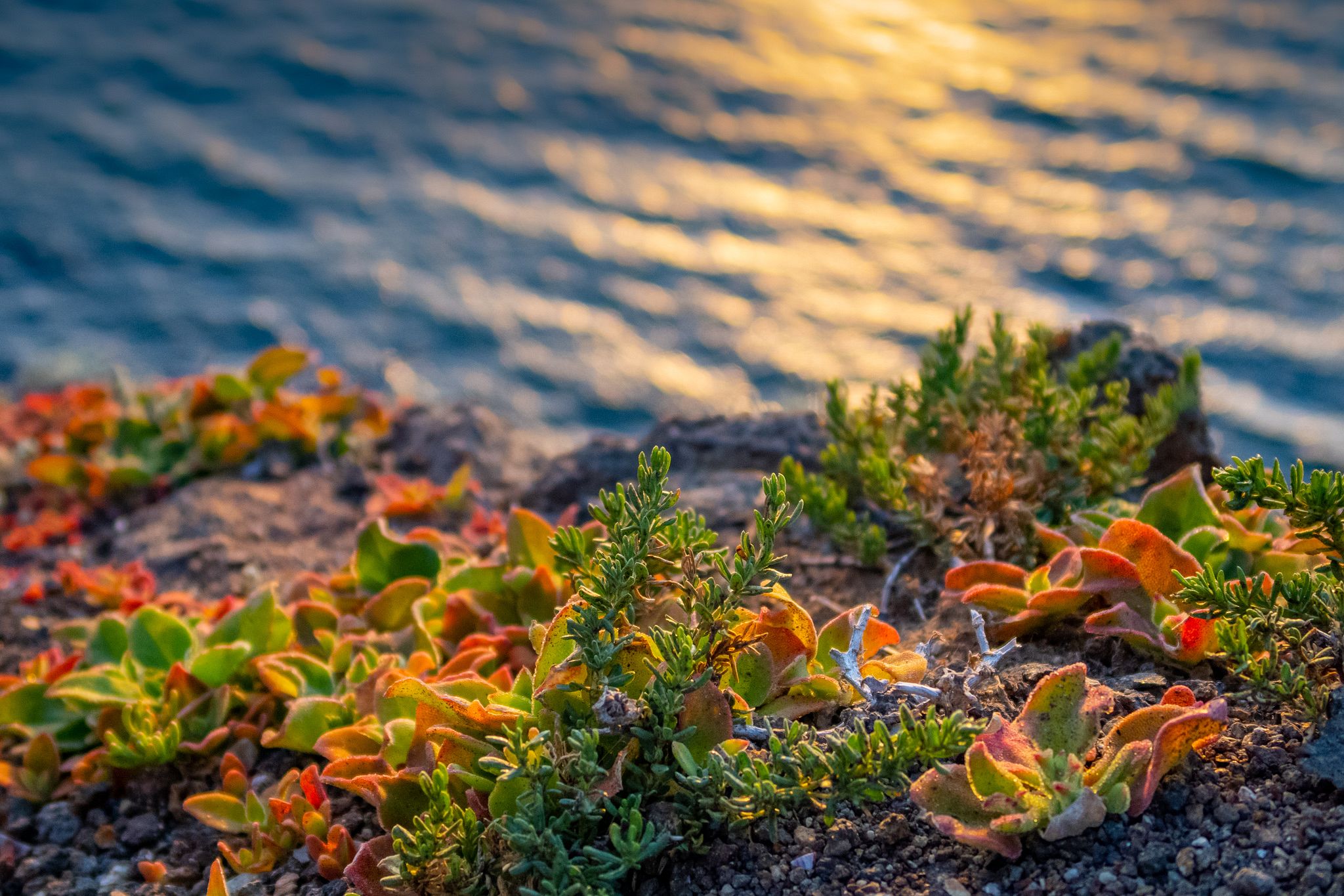 Tiny Plants