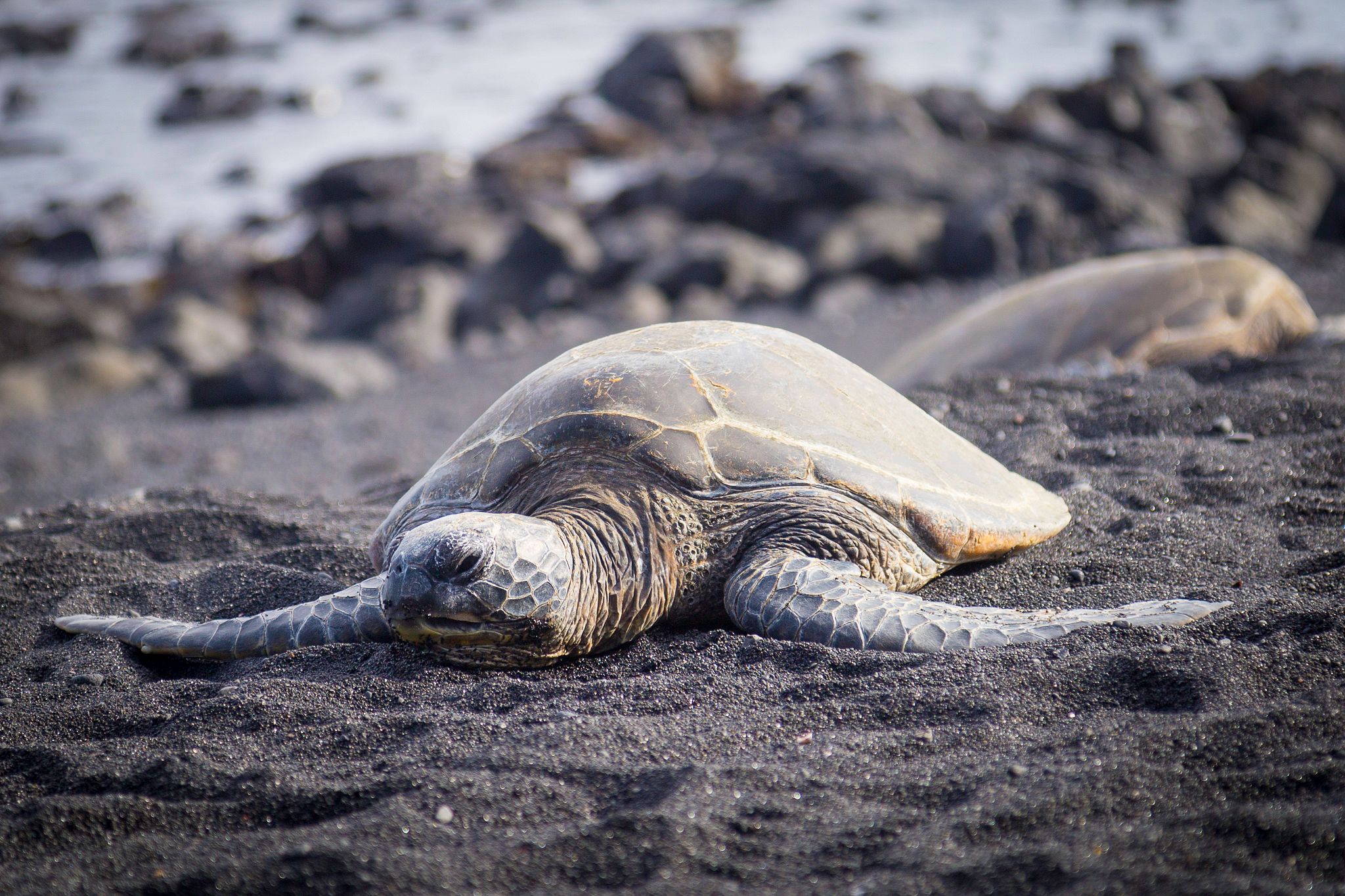 Turtle