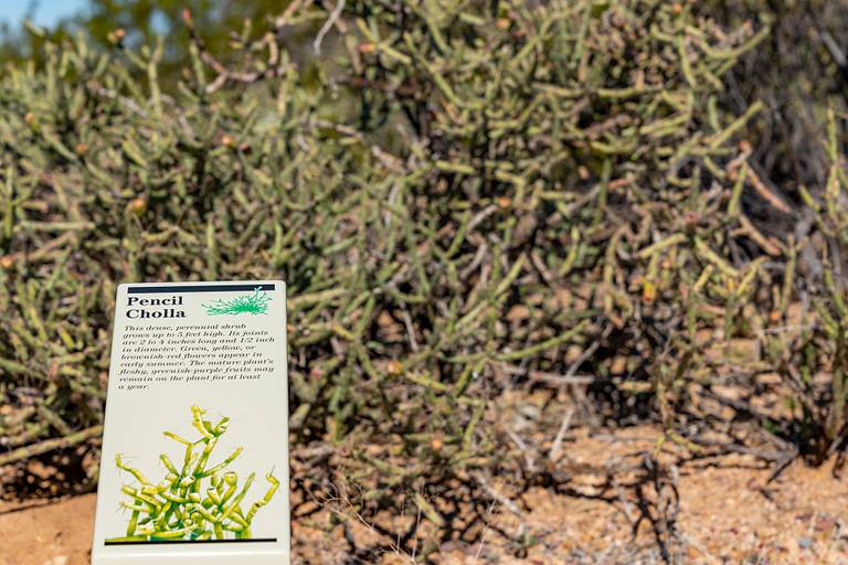 Pencil Cholla
