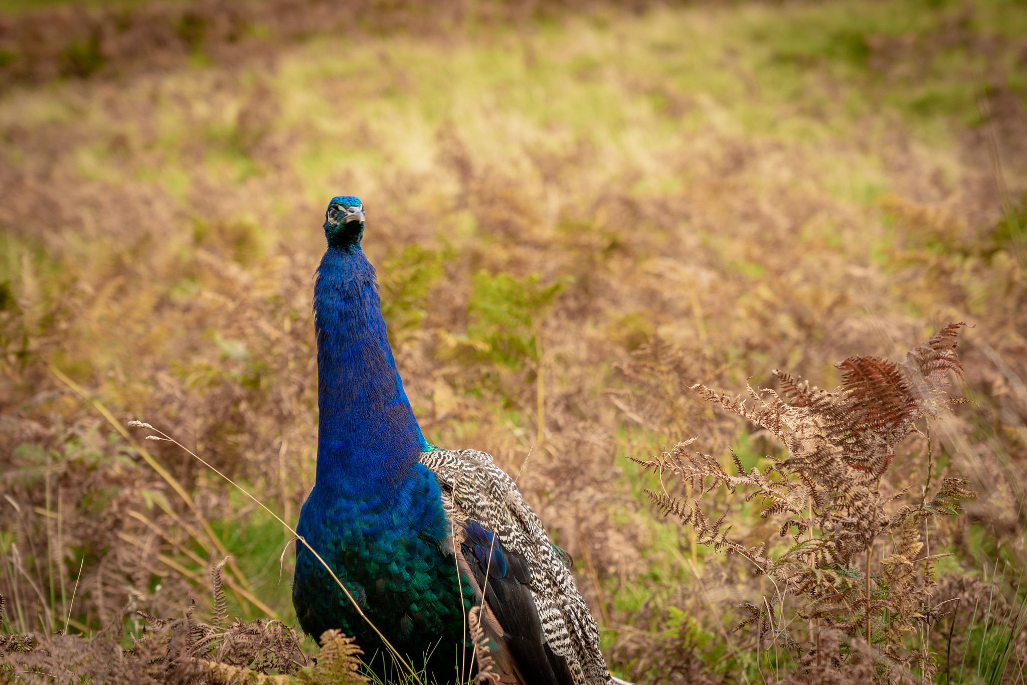 Peacock