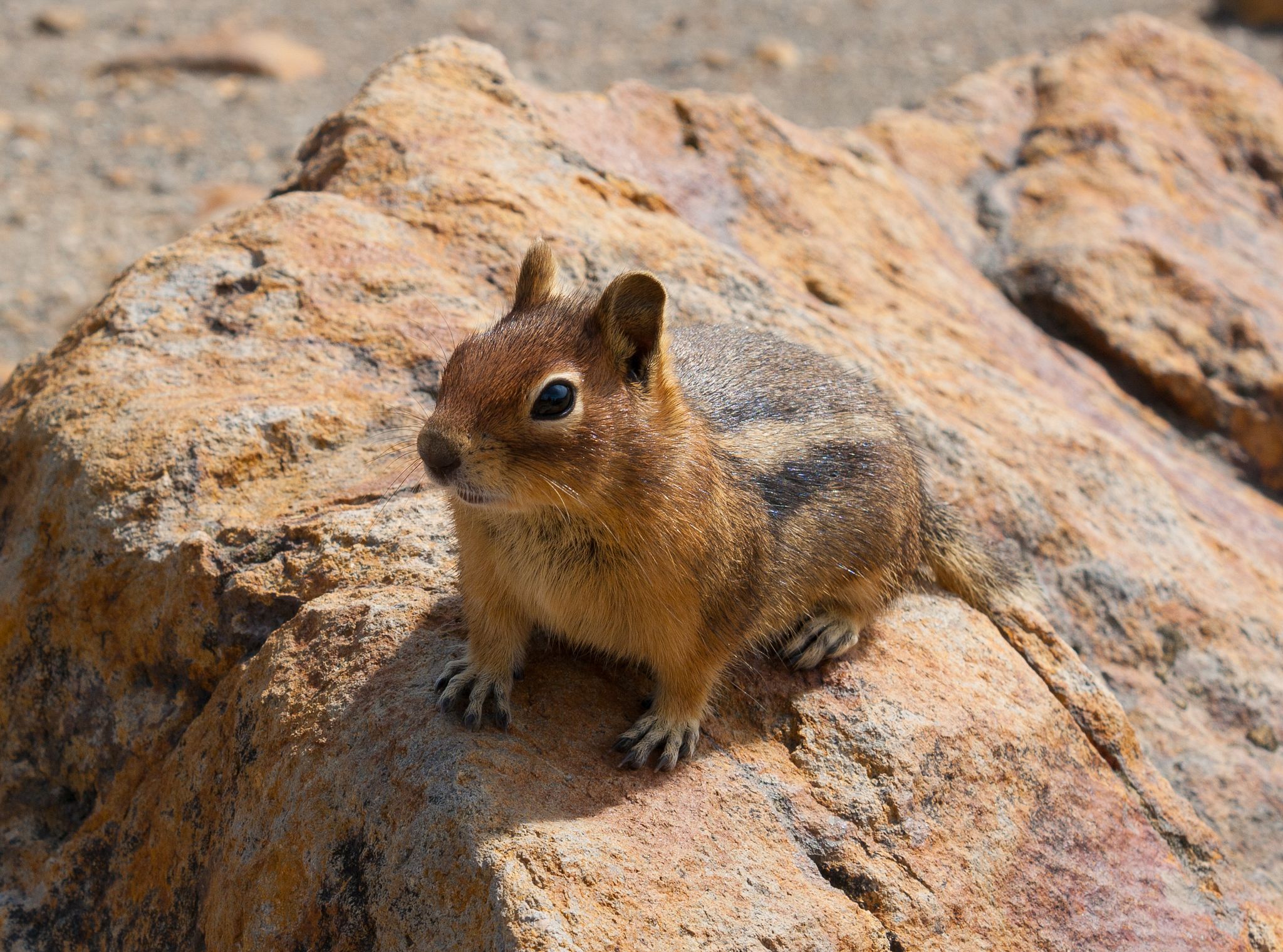 Chipmunk sitting on a rock