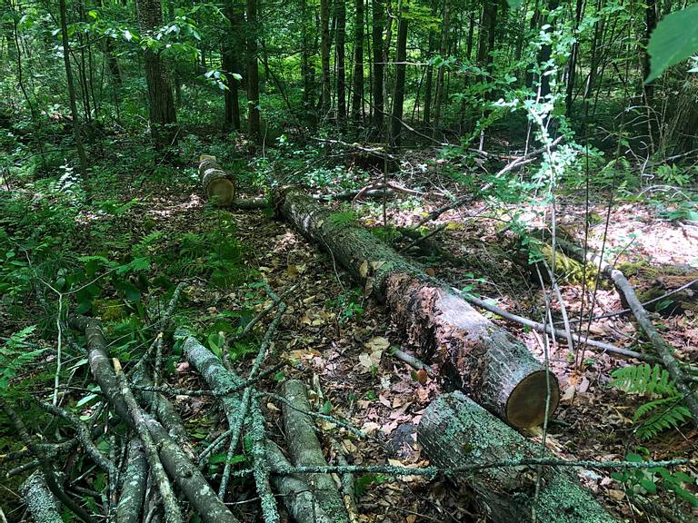 Fallen Tree