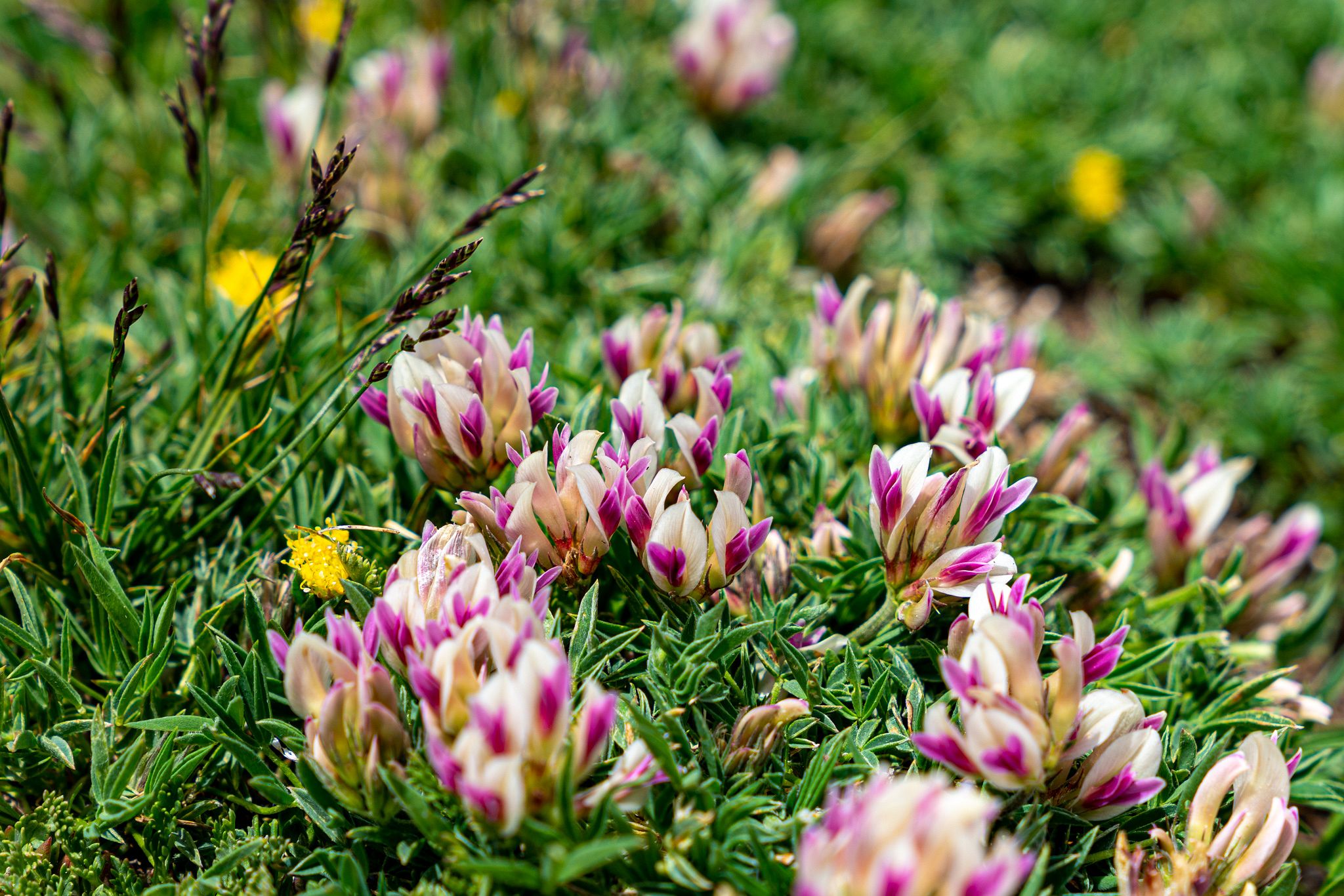 Dwarf Clover