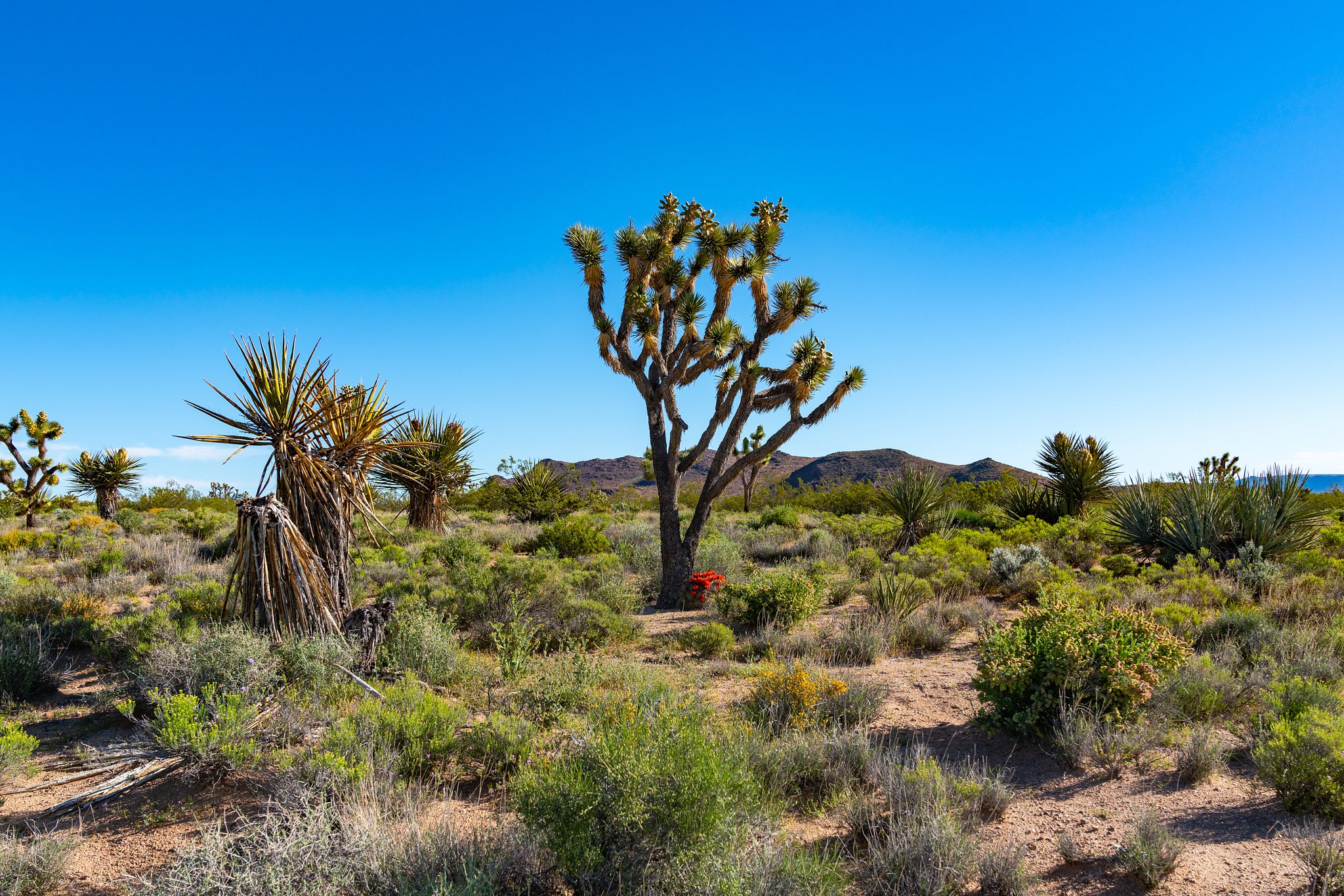 Joshua Trees in Mojave National Preserve