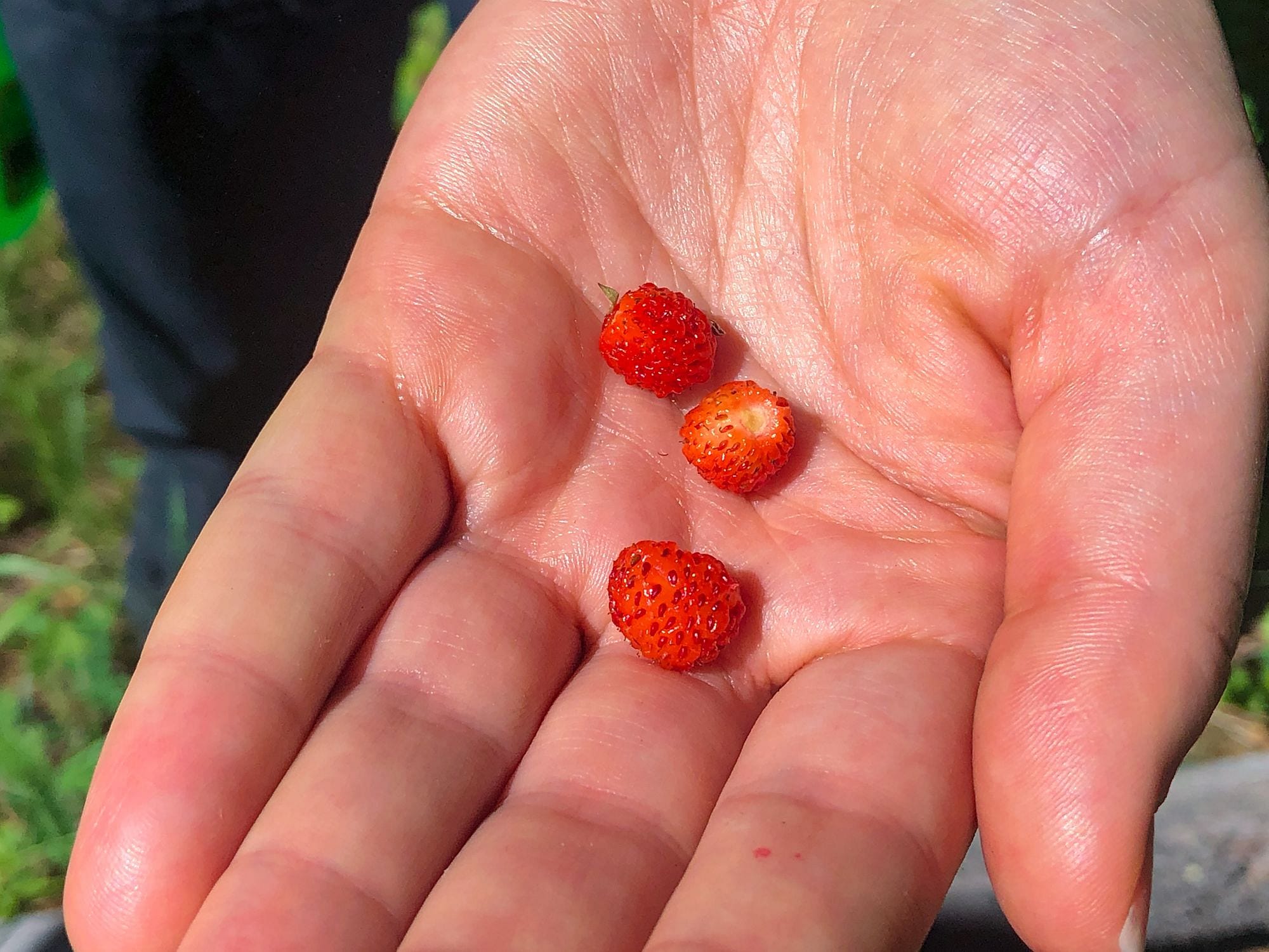 Wild Strawberries
