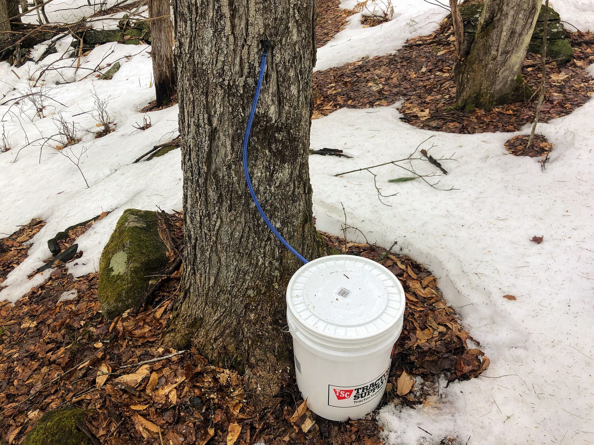 Maple Tapping