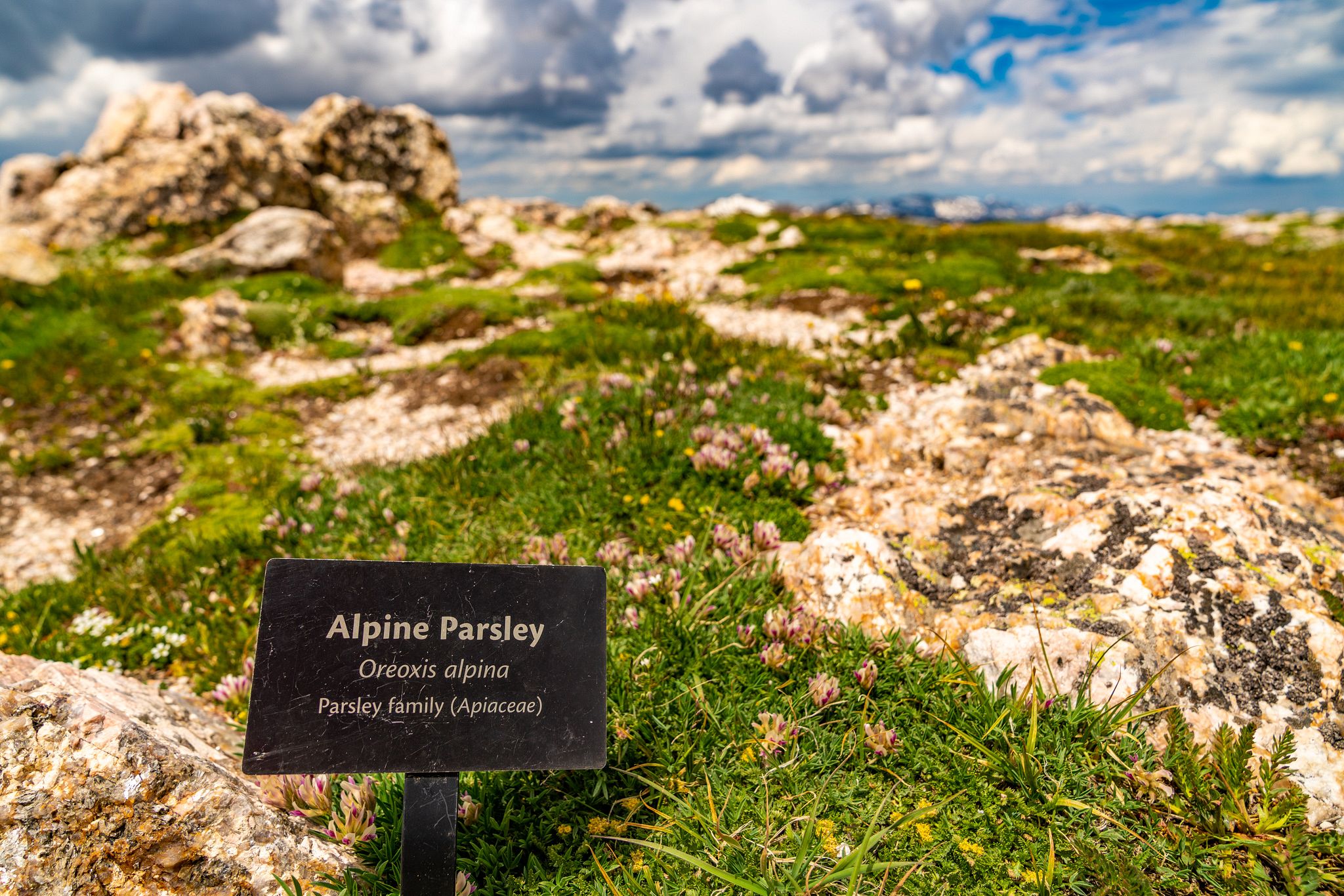 Alpine Parsley