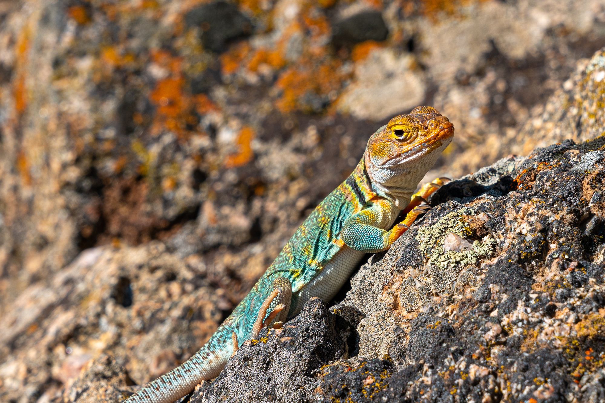 Lizard
