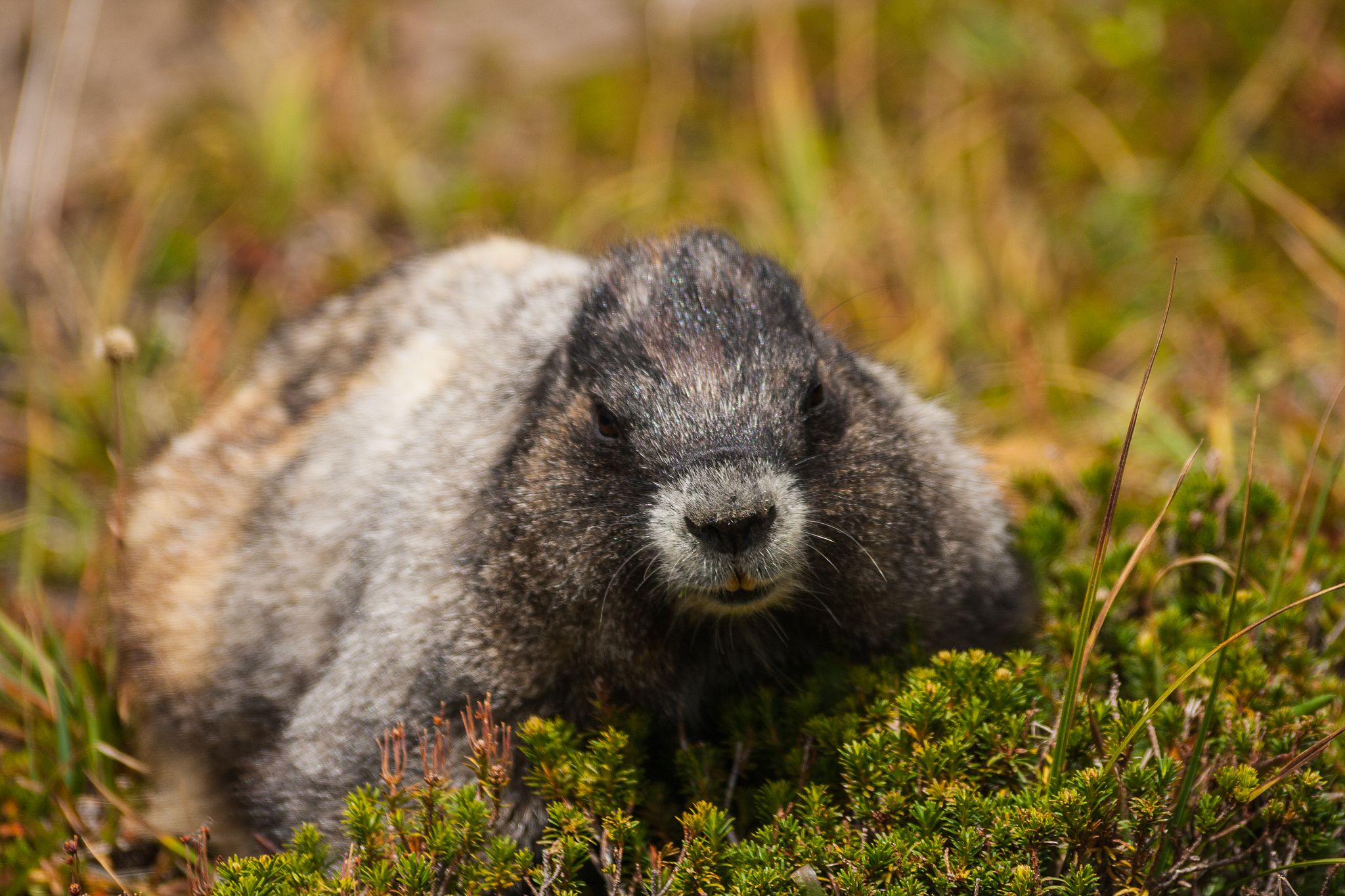 Marmot sitting on grass