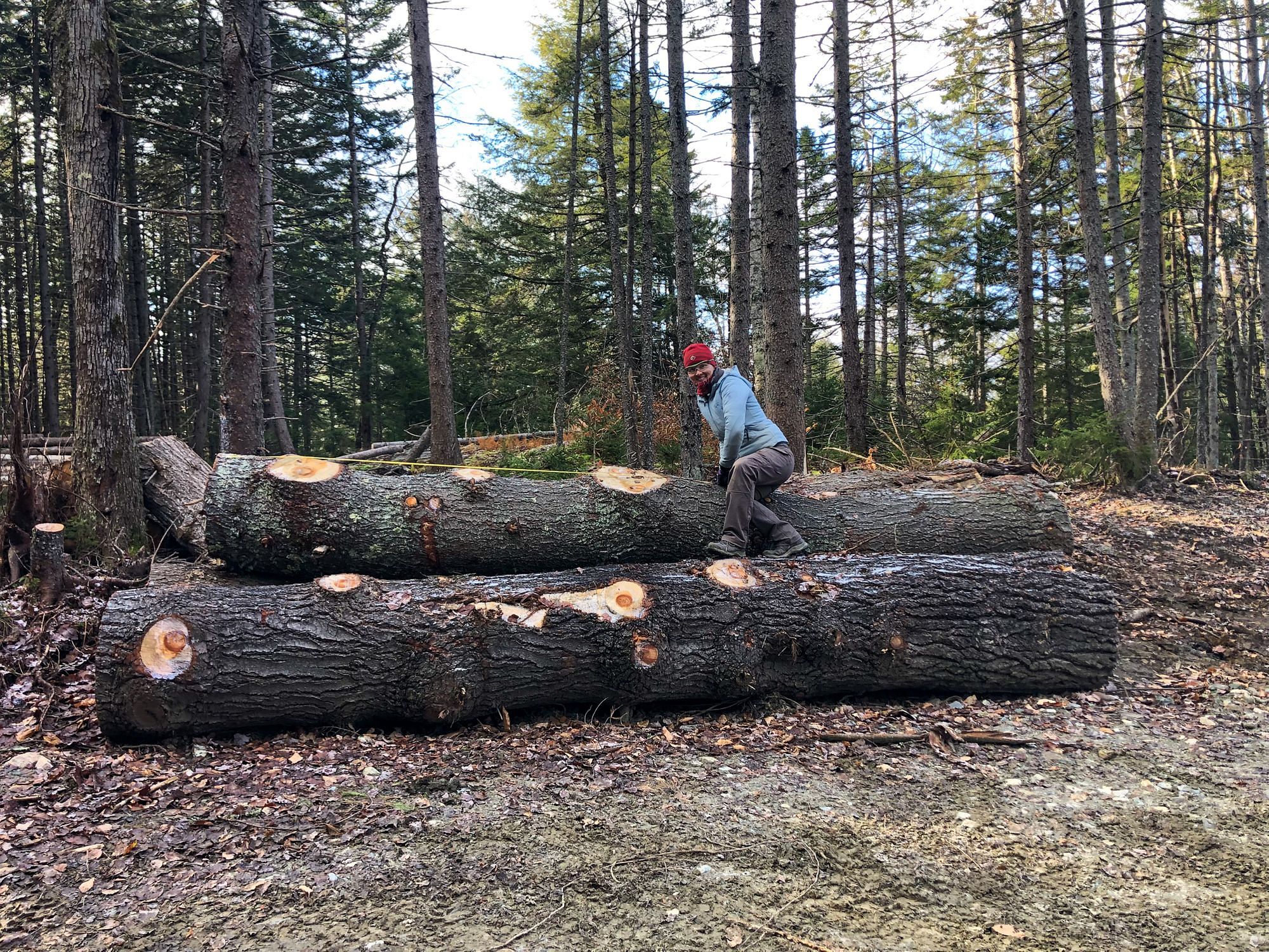 17ft Pine Logs