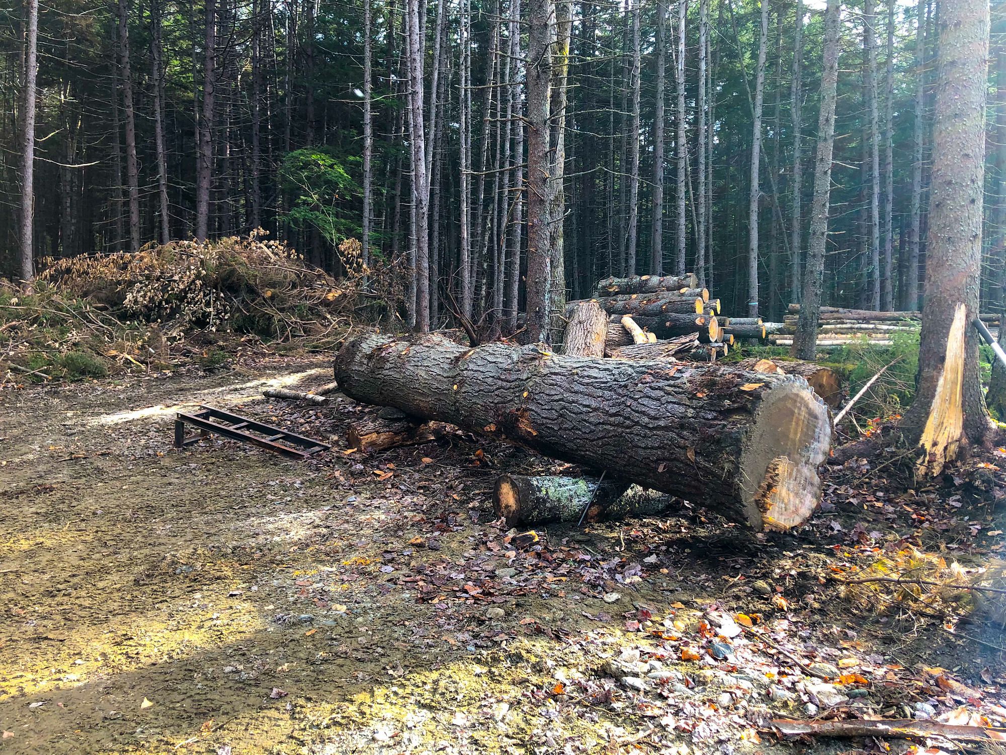 Monster Pine Log