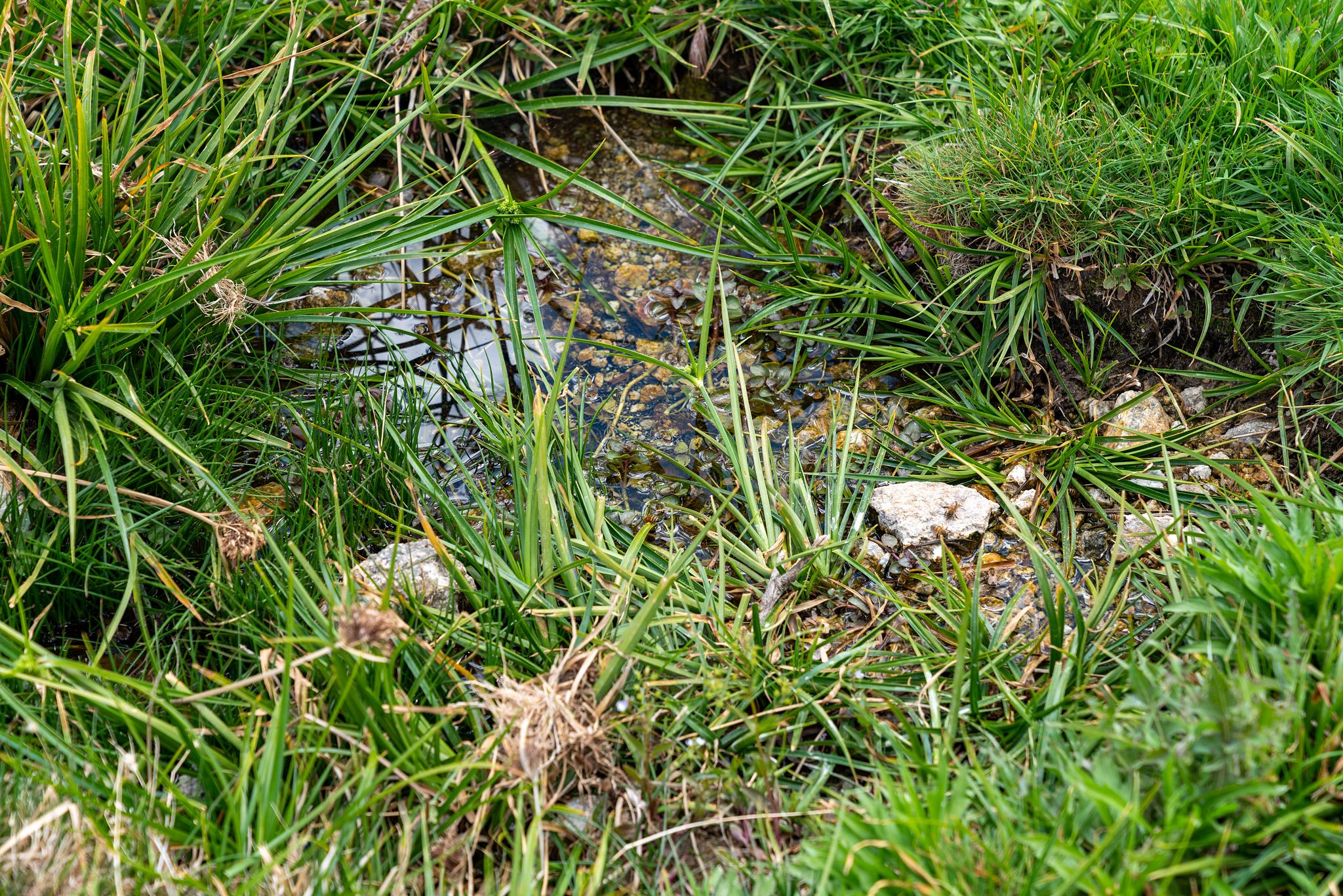 Marl Springs