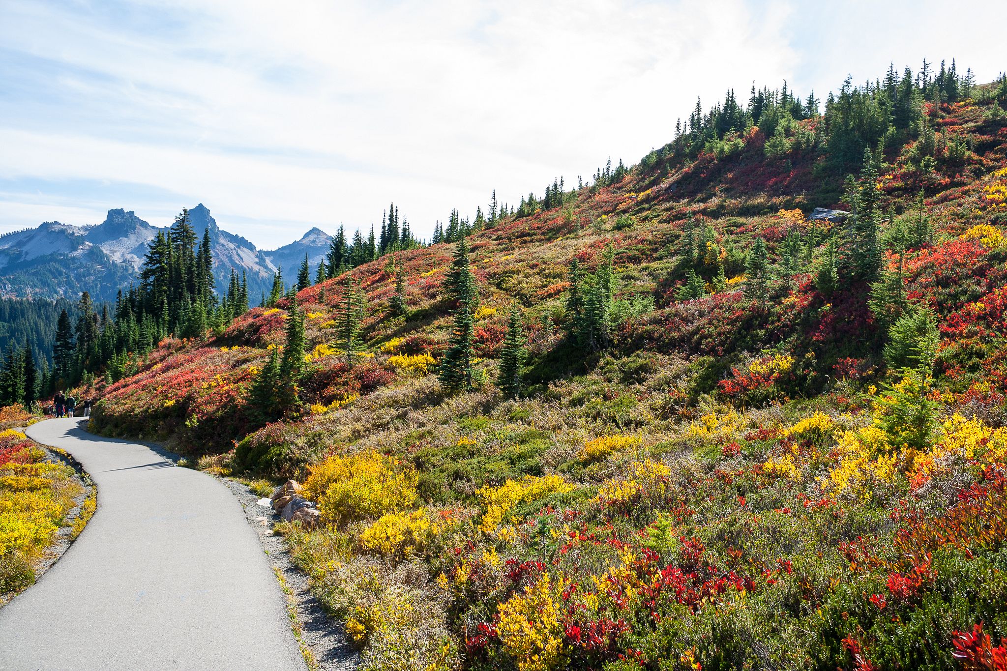 Colorful sub-alpine wilflowers along paved Skyline Path with mountains in the distance