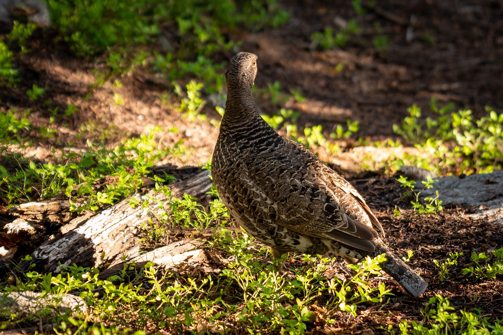 Dusky Grouse