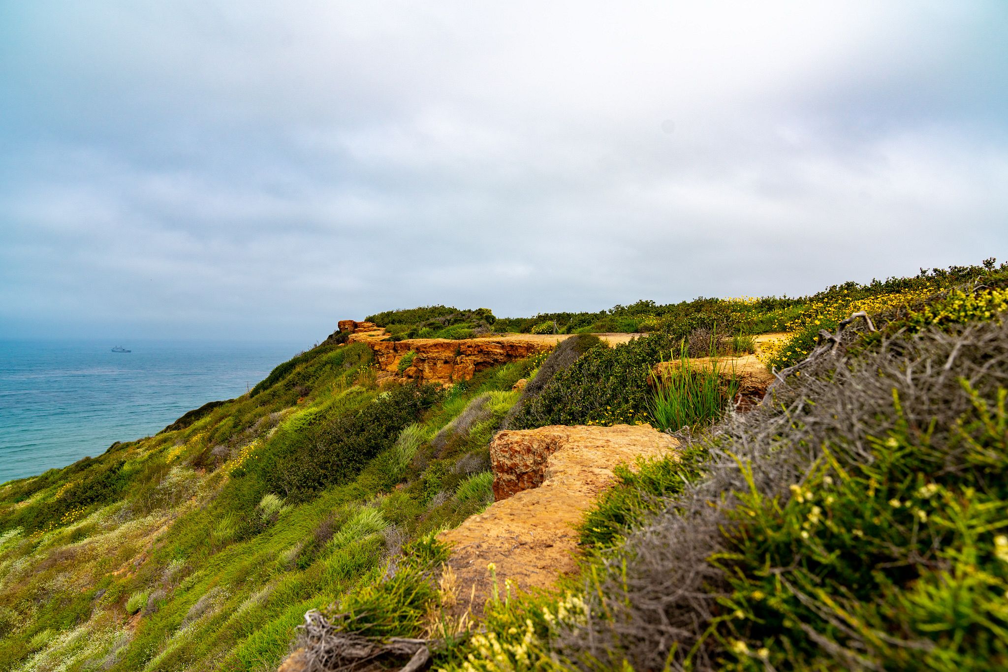Cabrillo Flora