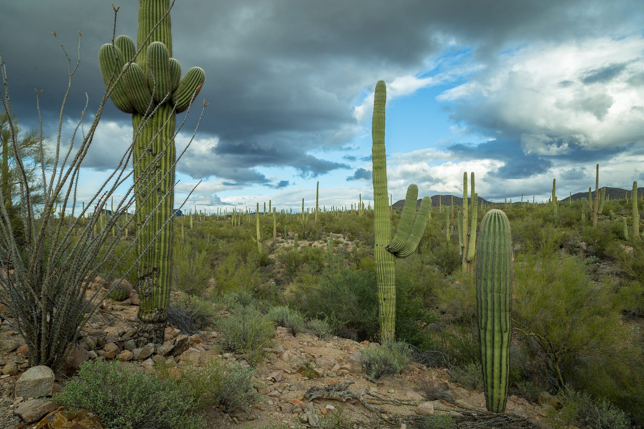 Saguaro National Park Adventurous Way