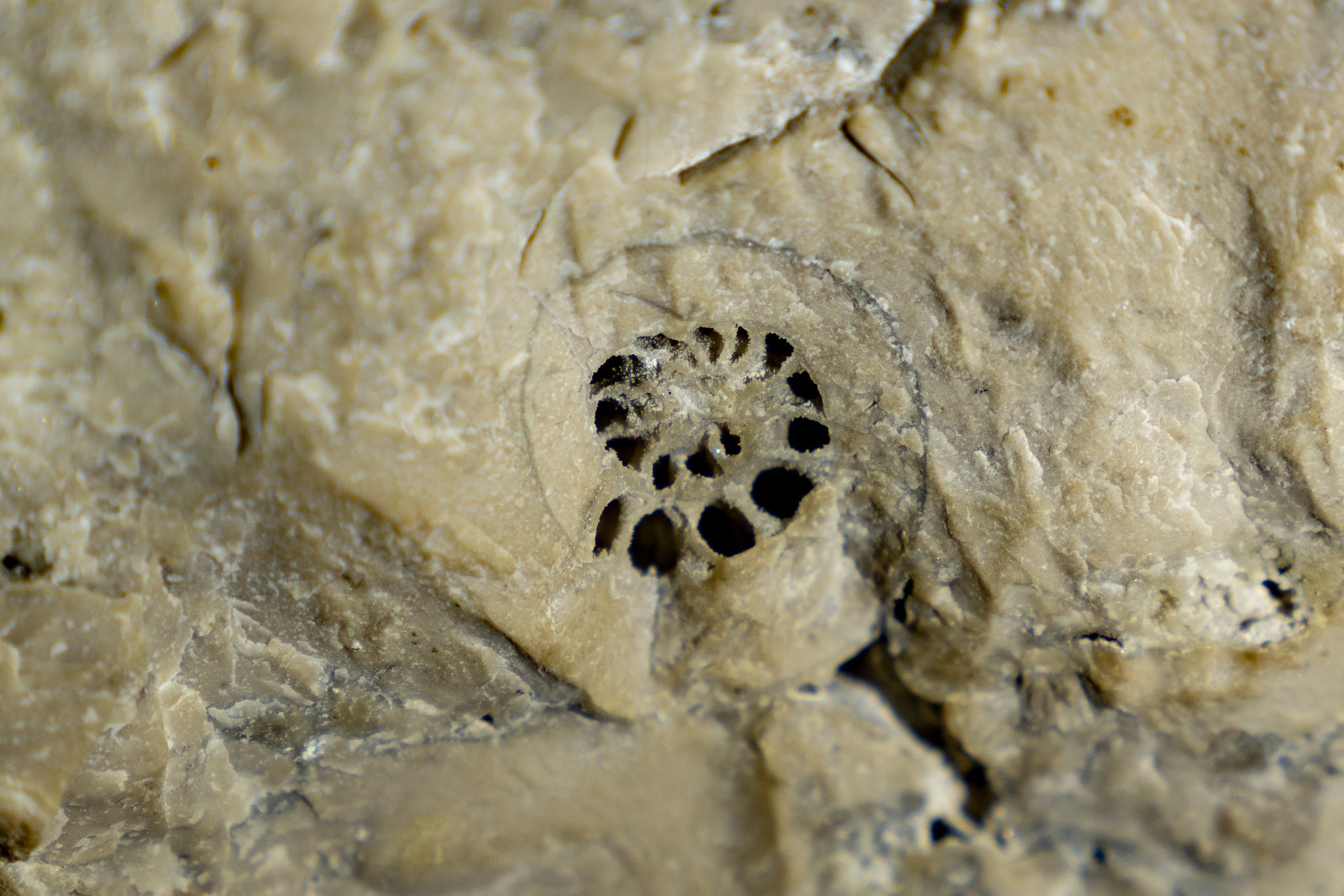 Nautiloid Fossil