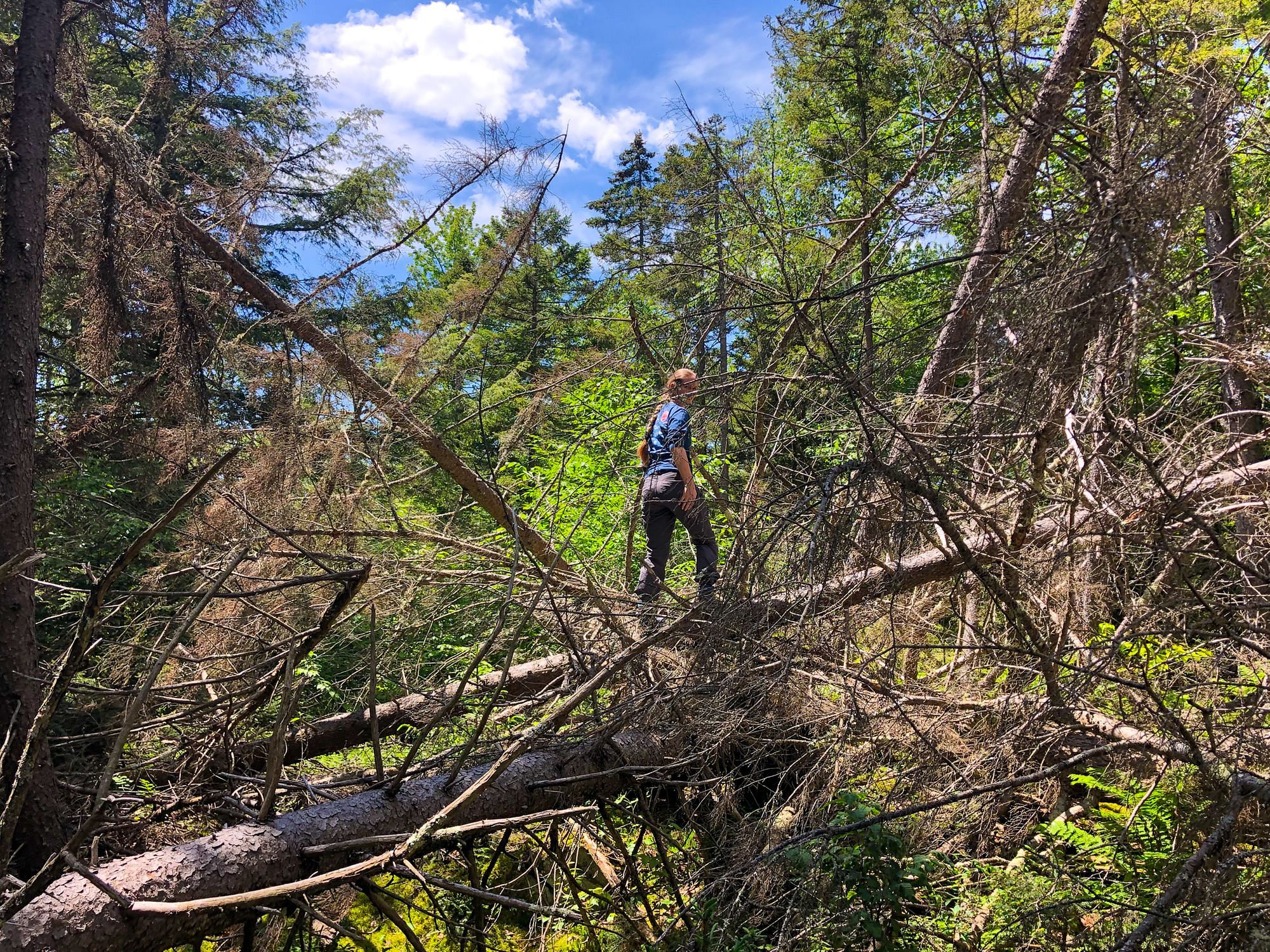 Fallen Trees