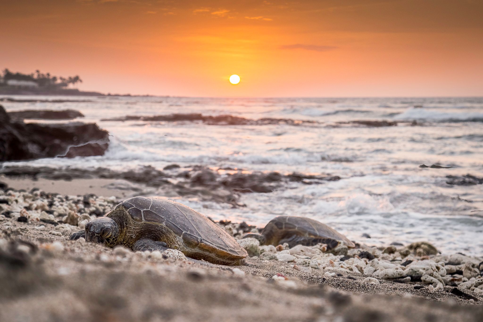 Two turtles on sand with sunset in background